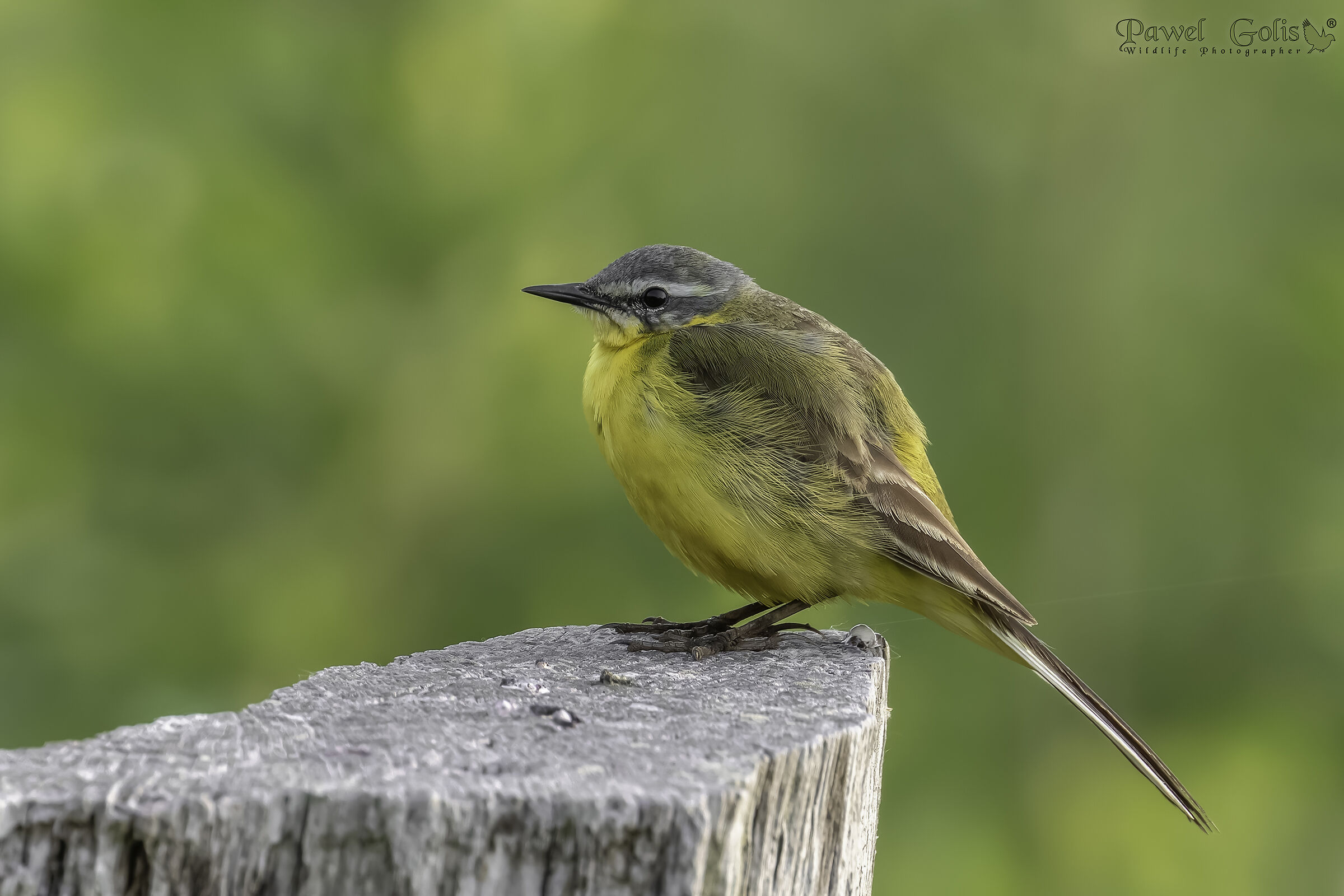 Ballerina gialla (Motacilla flava)