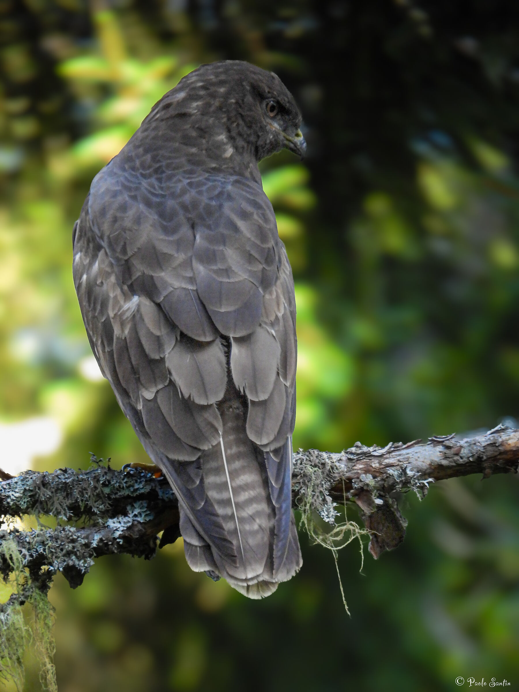 A buzzard in the woods