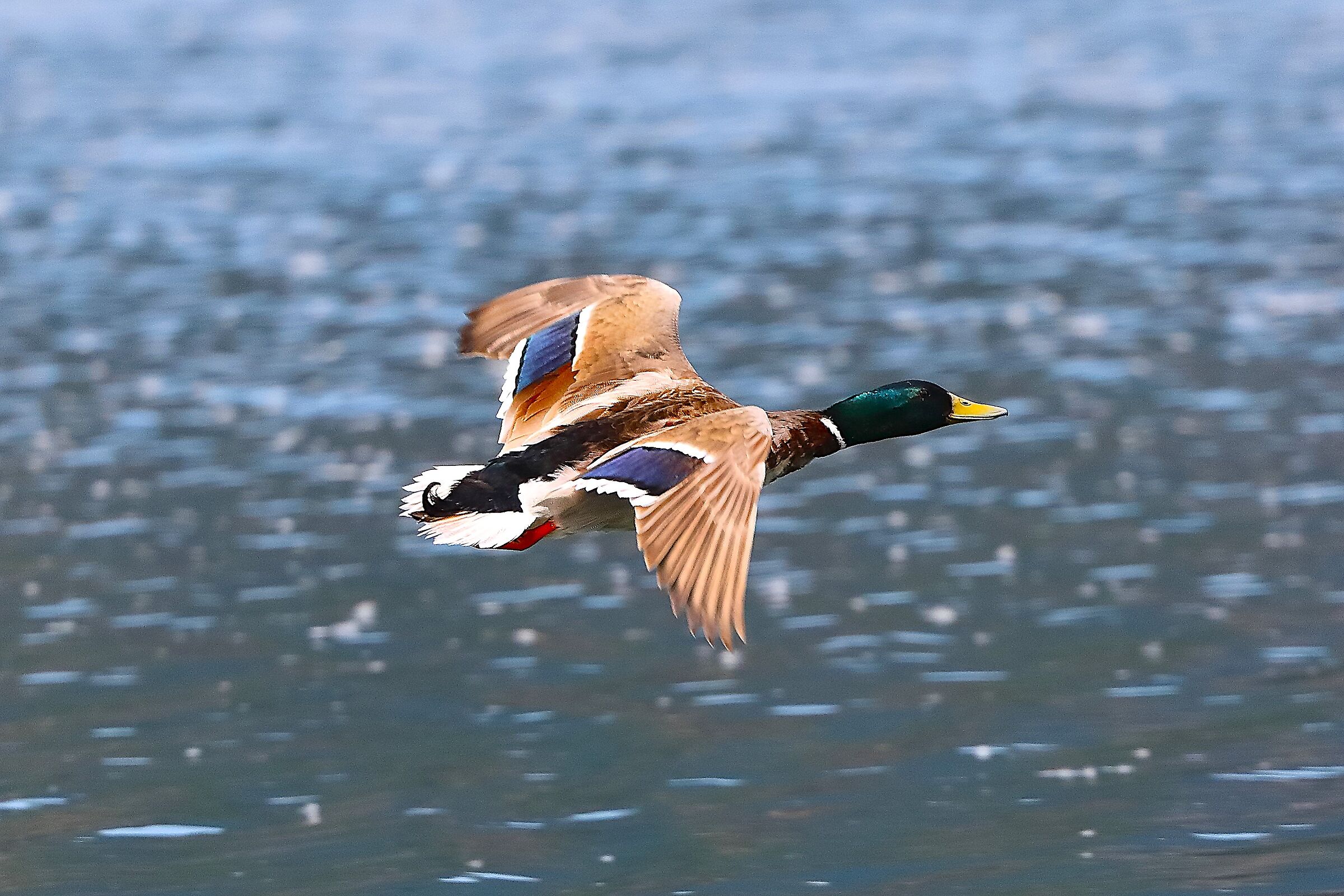 Germano R M 09 maggio 2024 - 0019