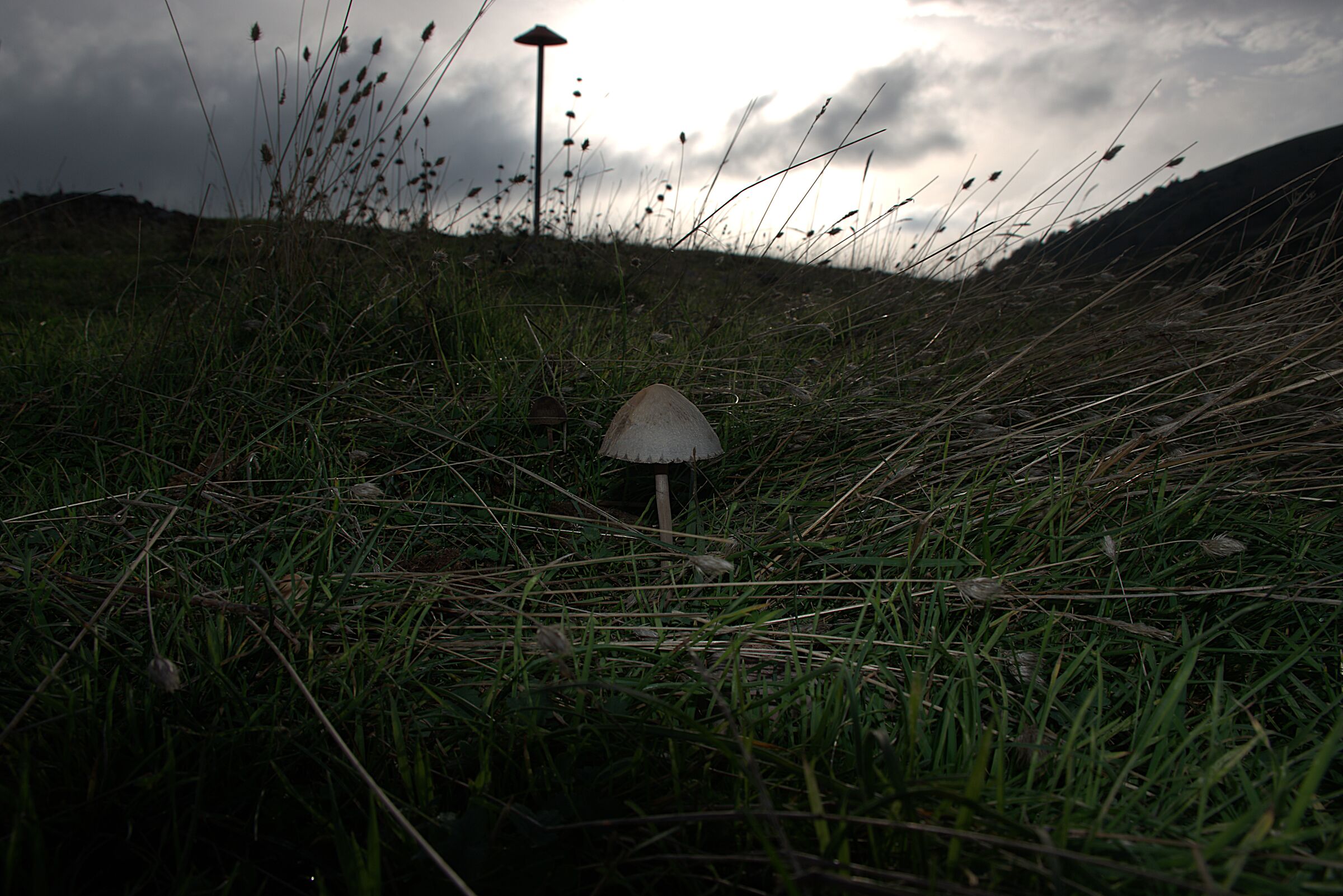 fungo