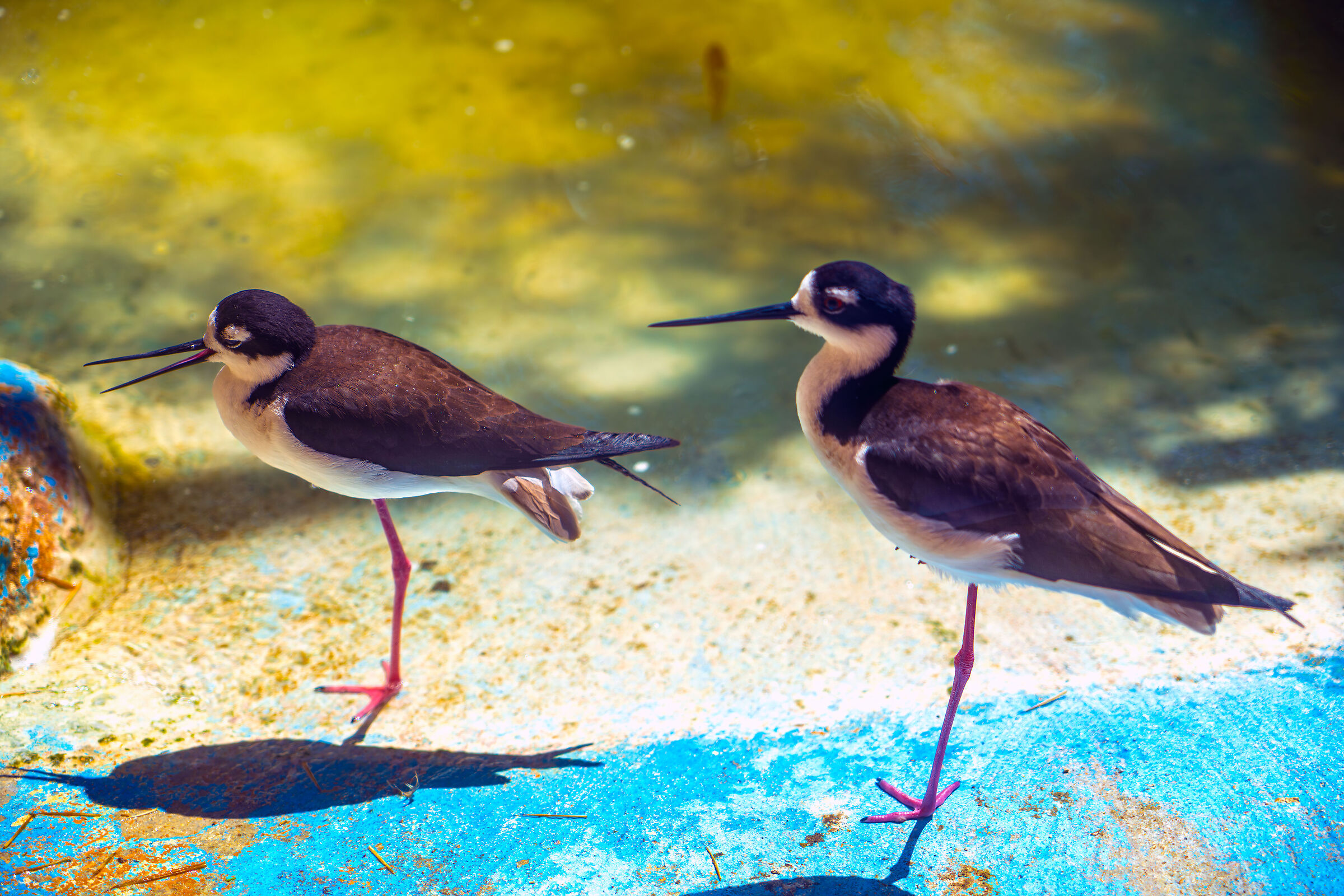 Cavaliere Messicano 0001