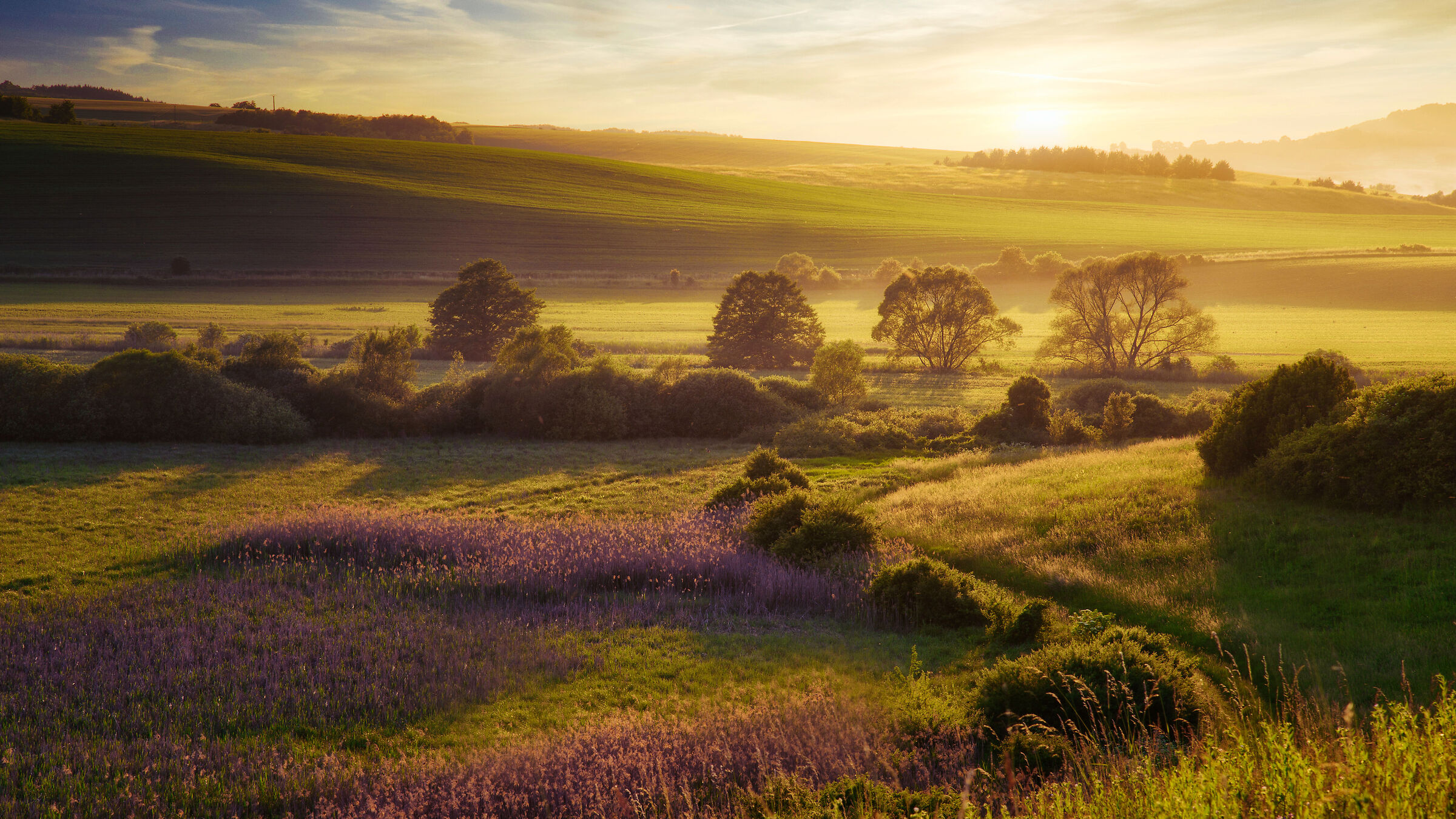 Meadow