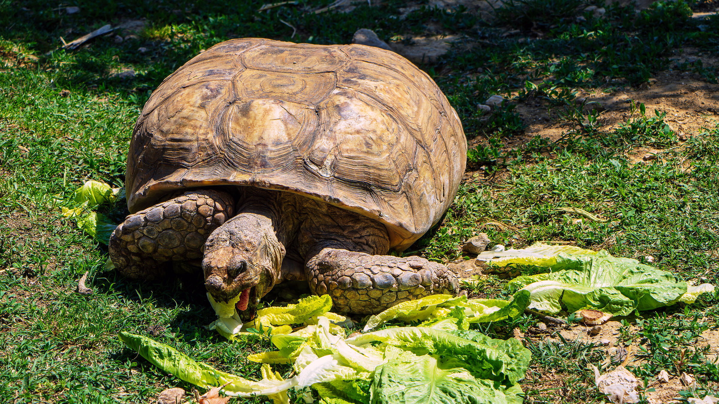 African tortoise 0001