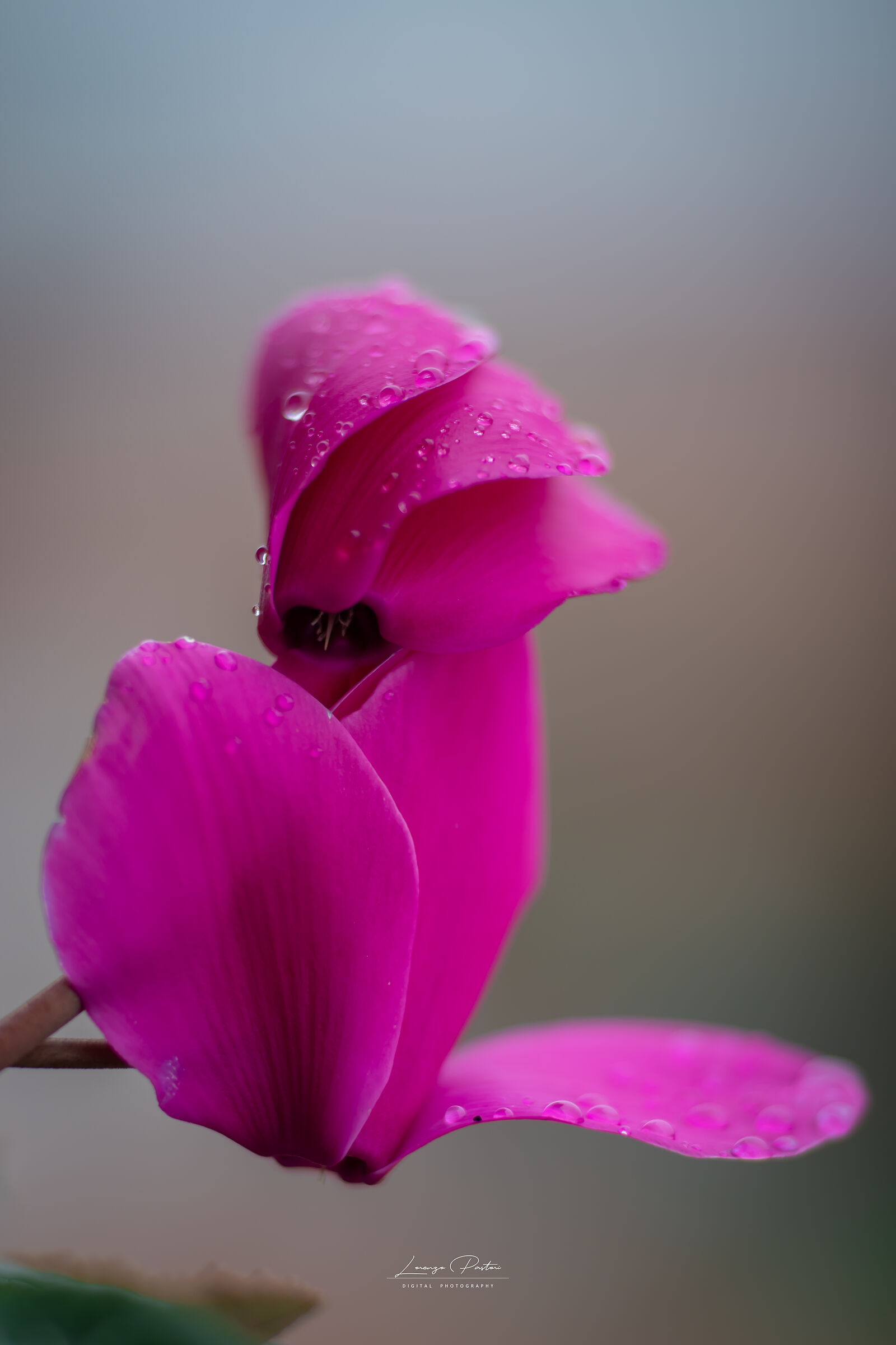 Flower in the rain