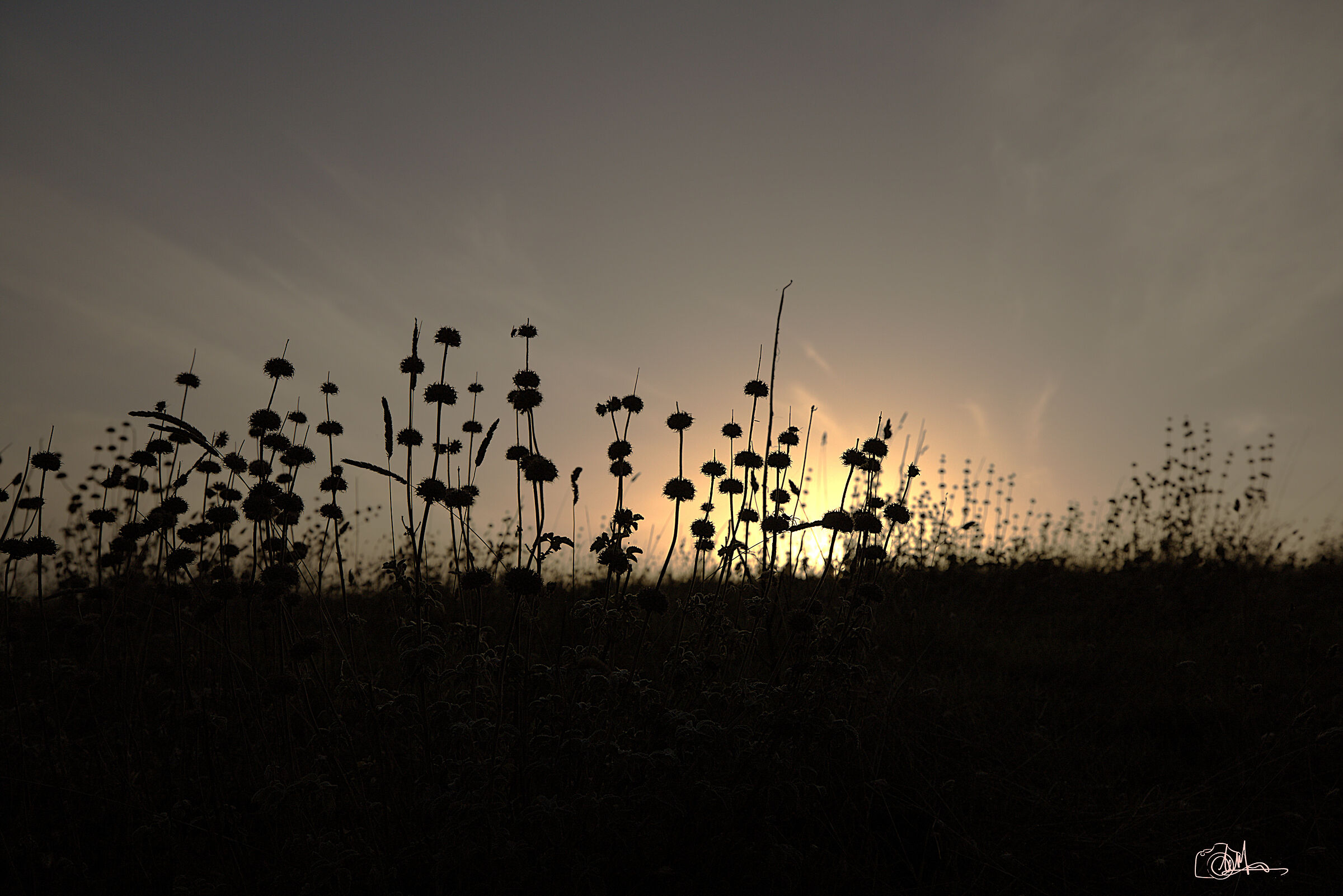 Silhouettes