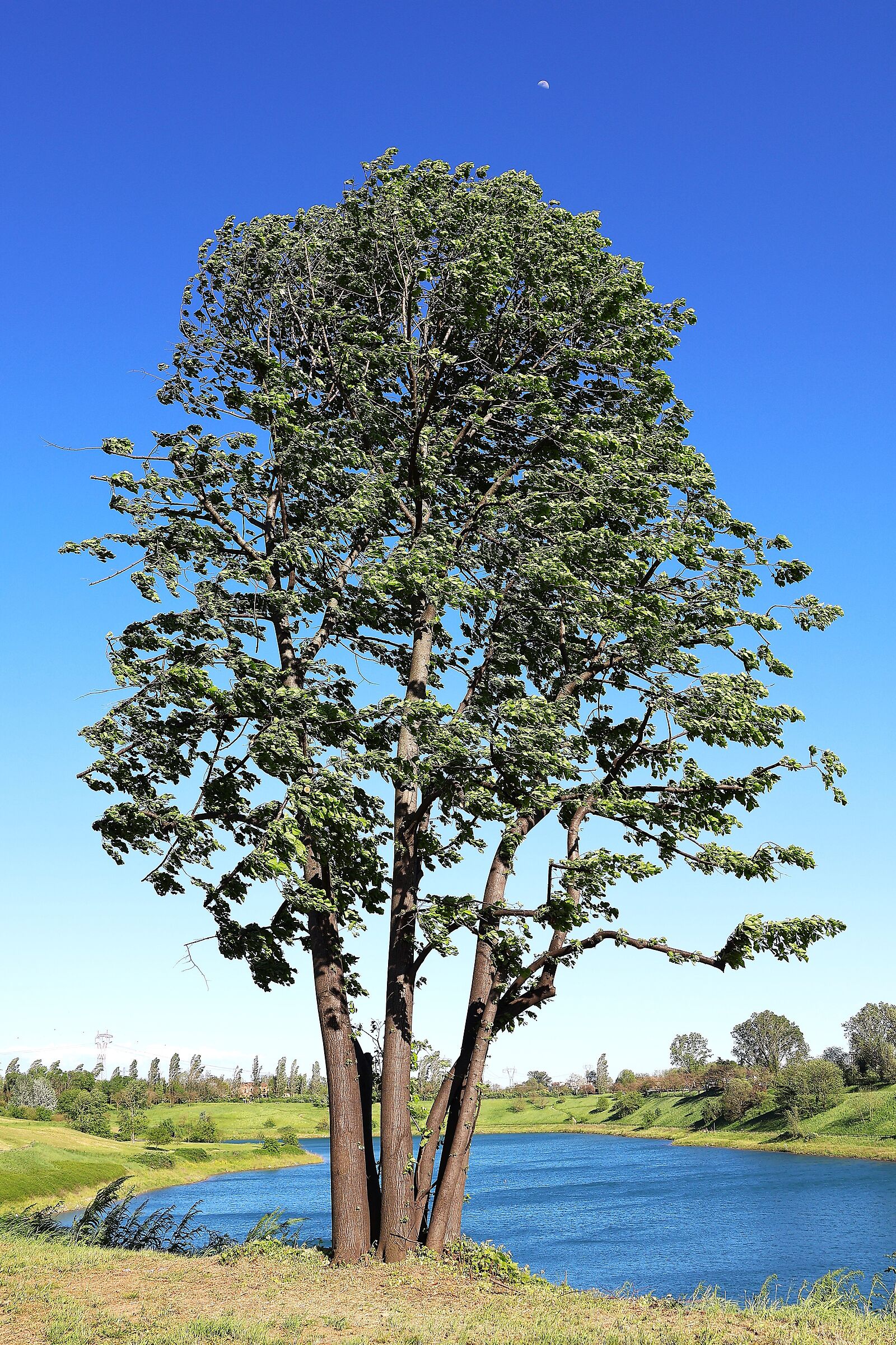 The tree