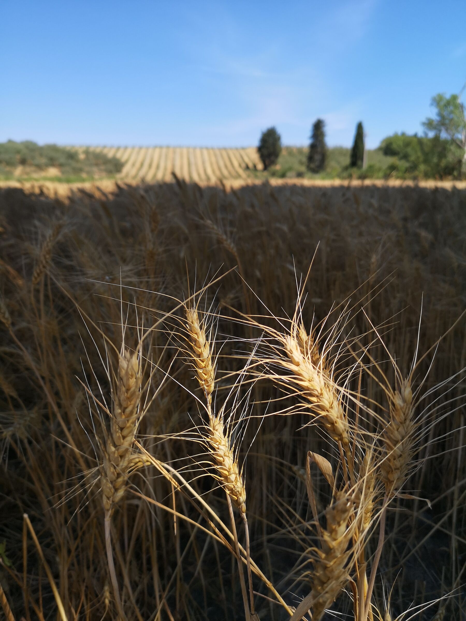 Wheat