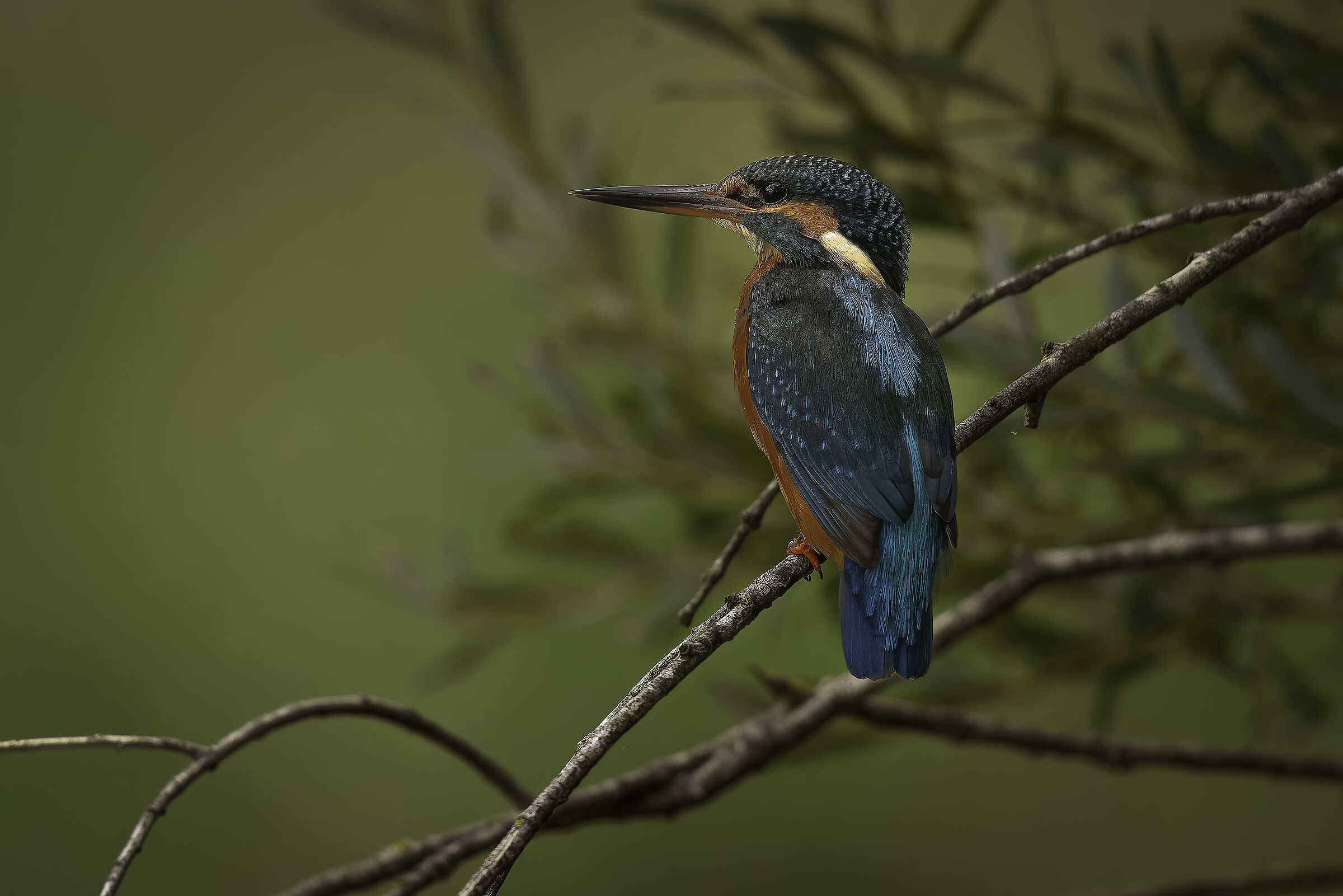 Kingfisher