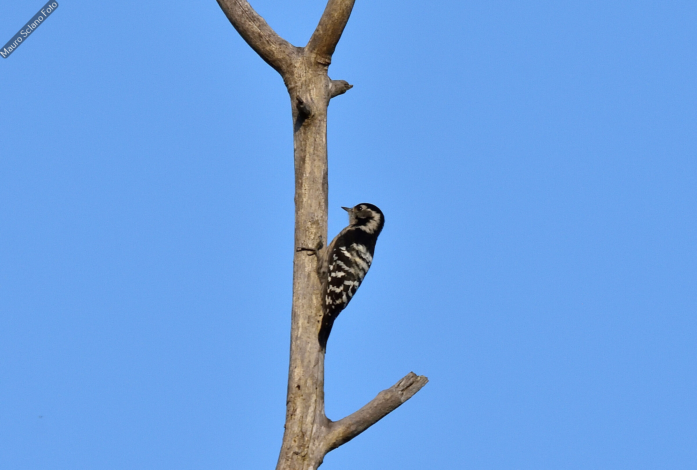 Three-toed woodpecker