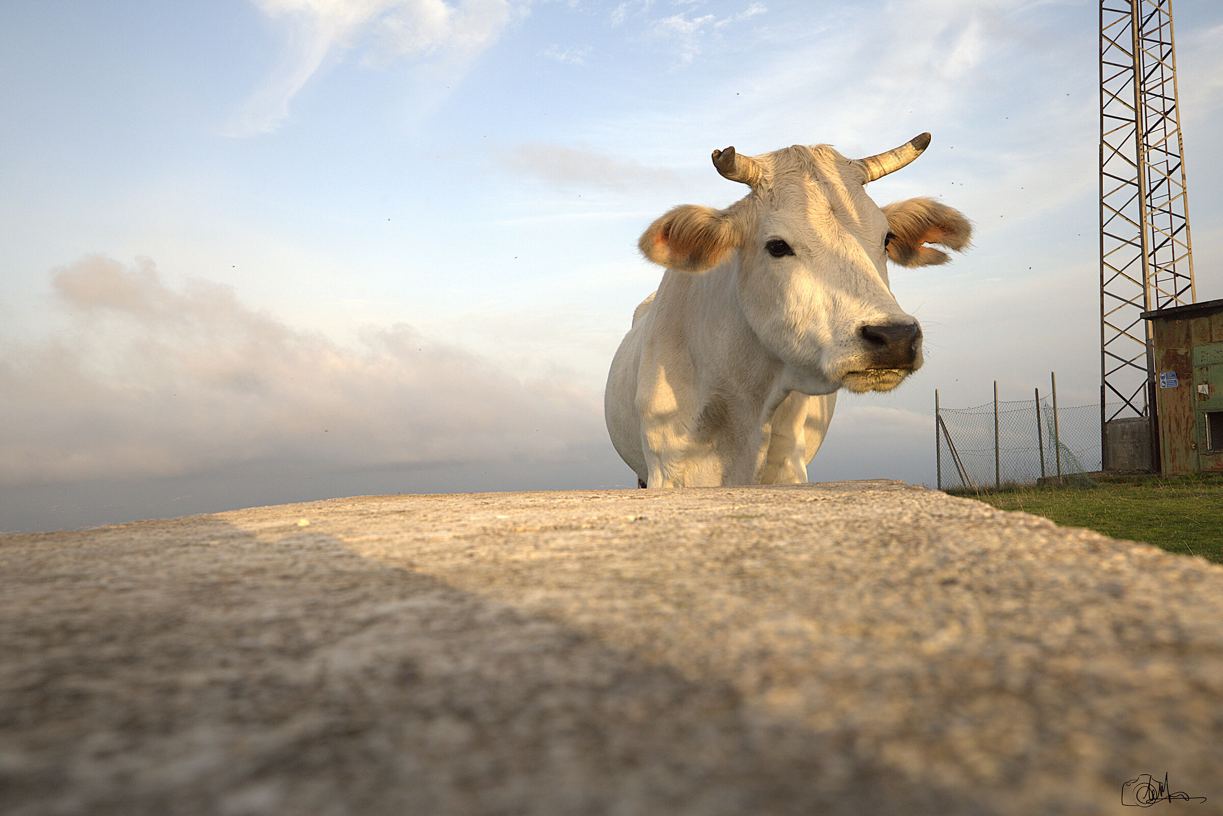 Cow grazing