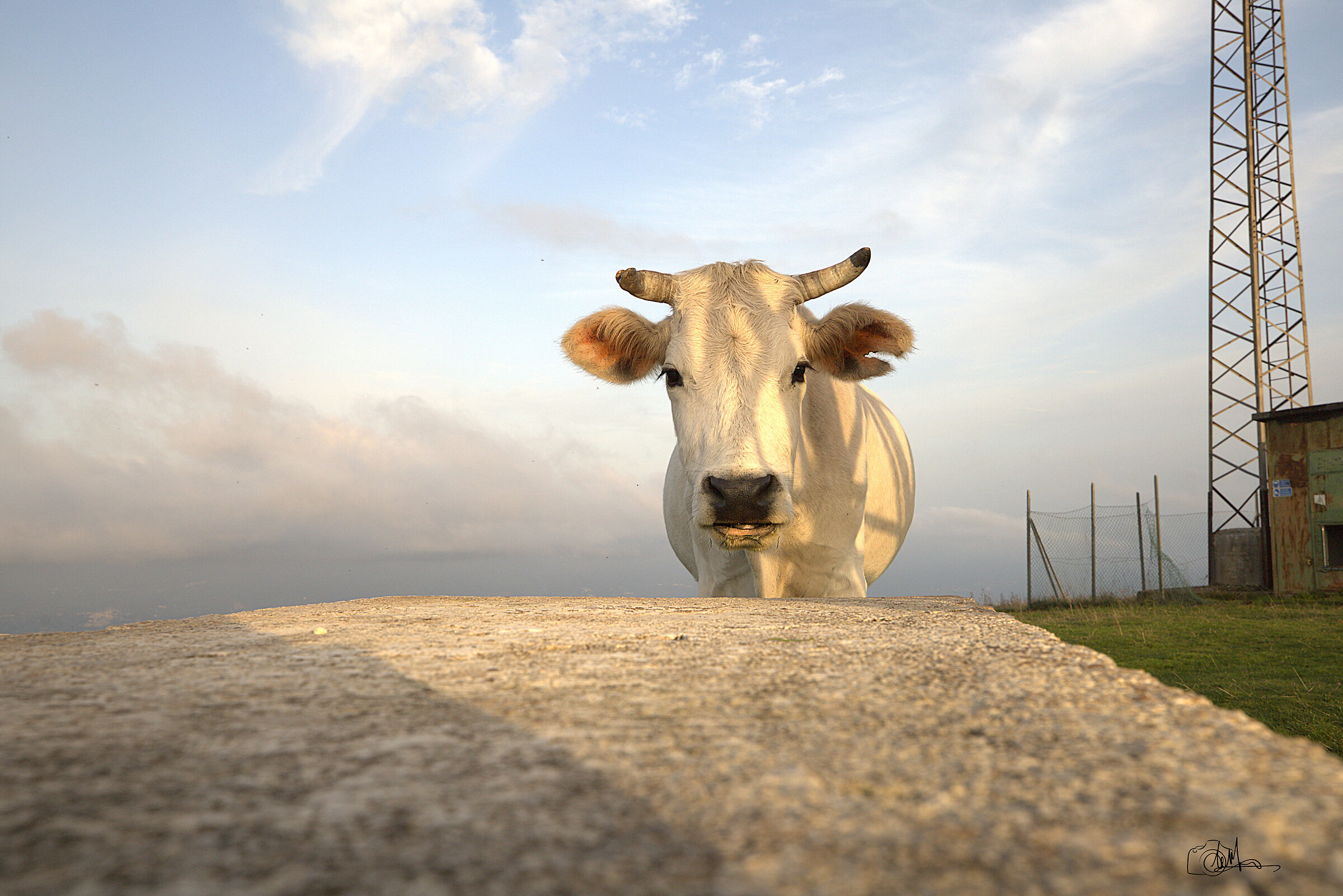 Cow grazing