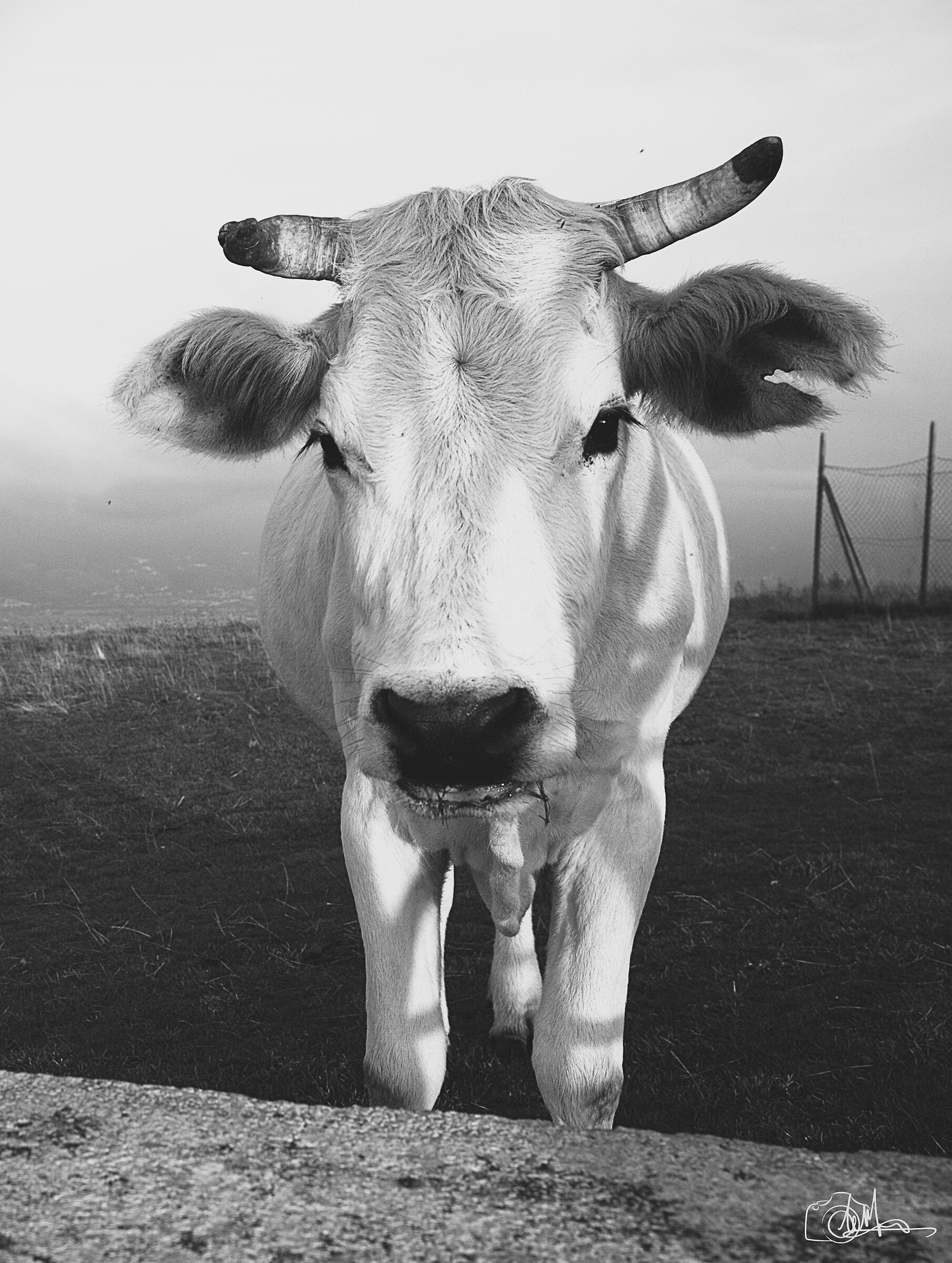 Cow grazing