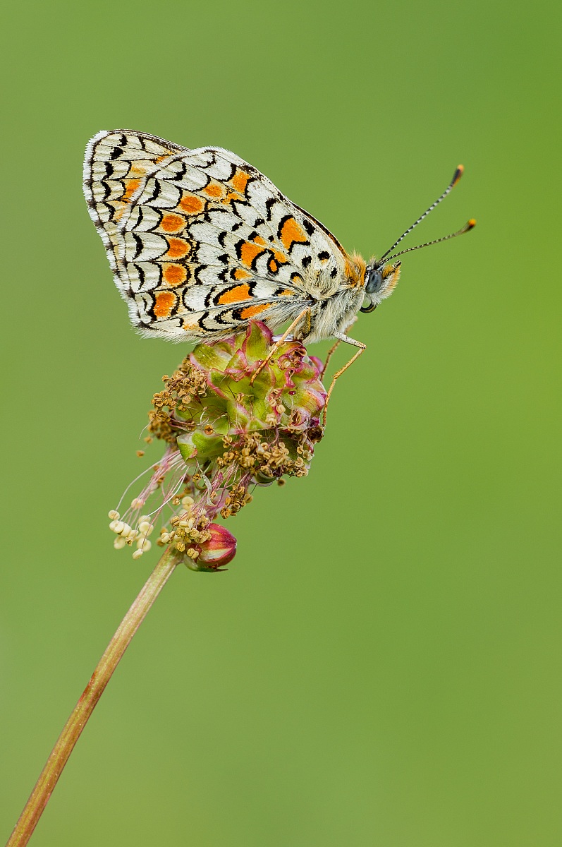 Melitaea Telona...