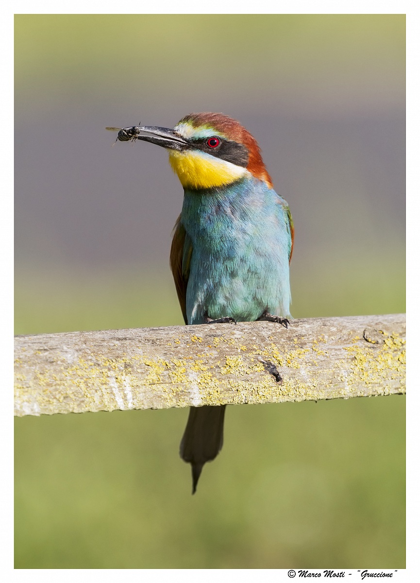 Bee-eater