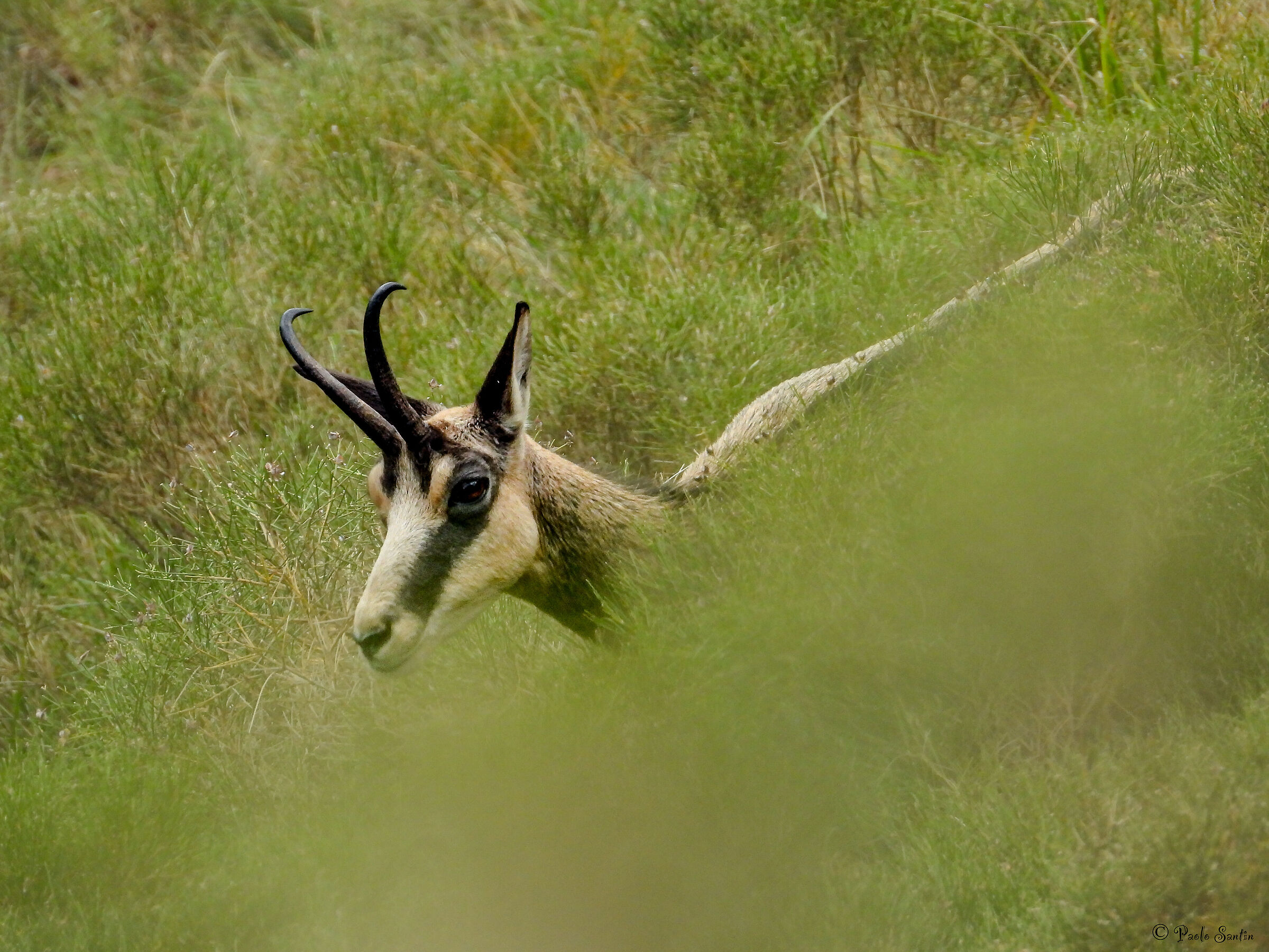 Among the brooms a chamois