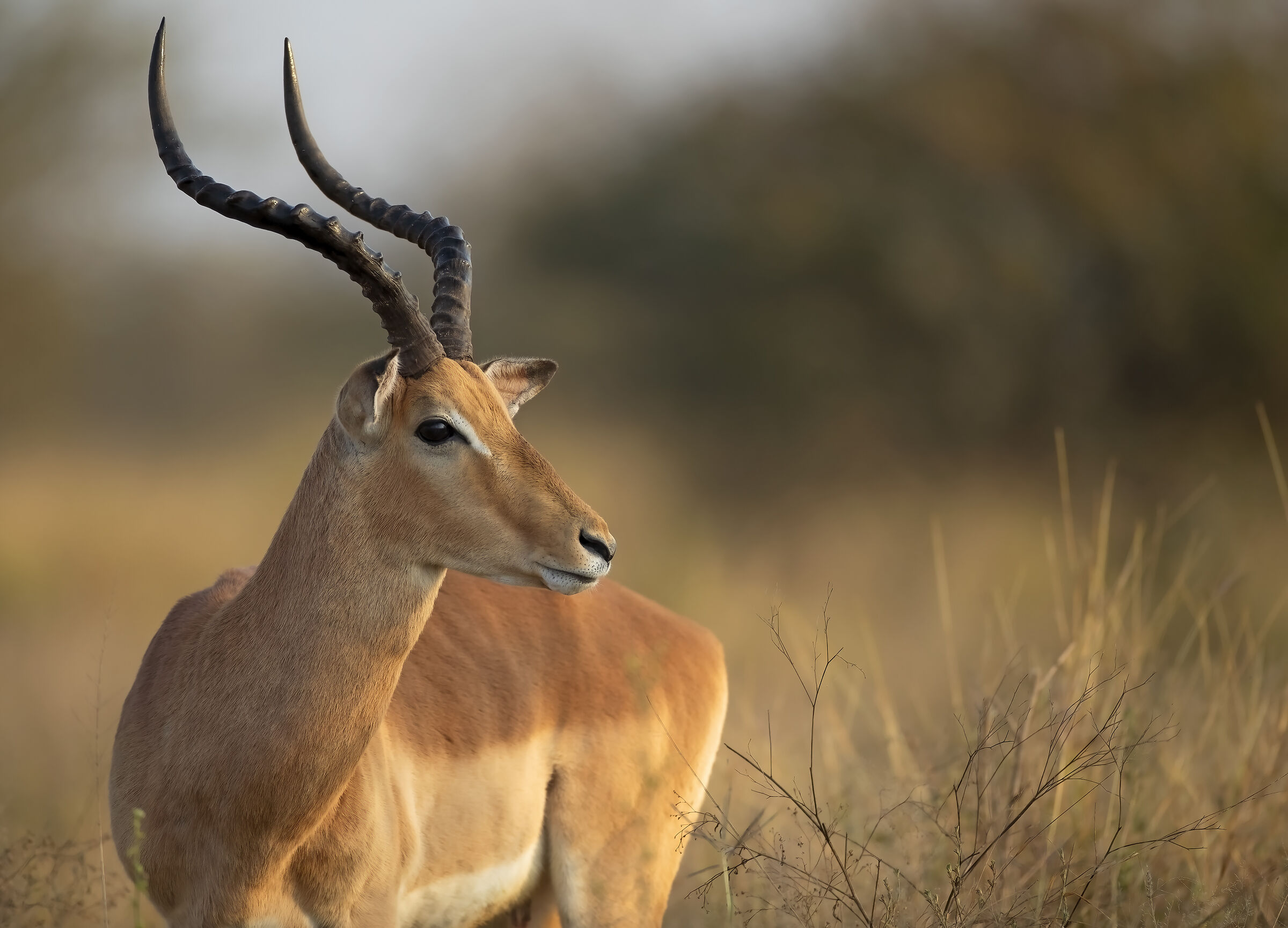 Impala