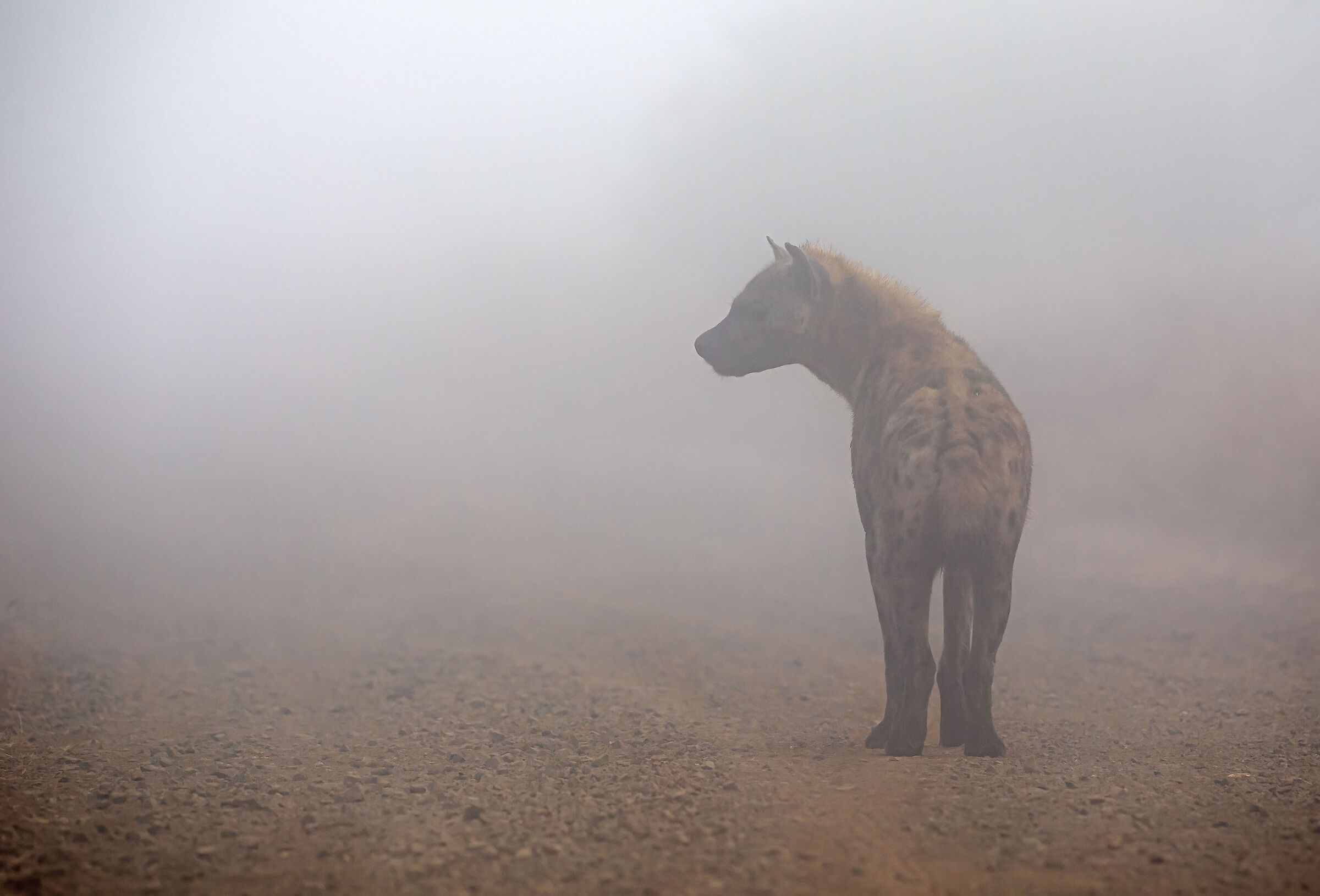 In the morning fog