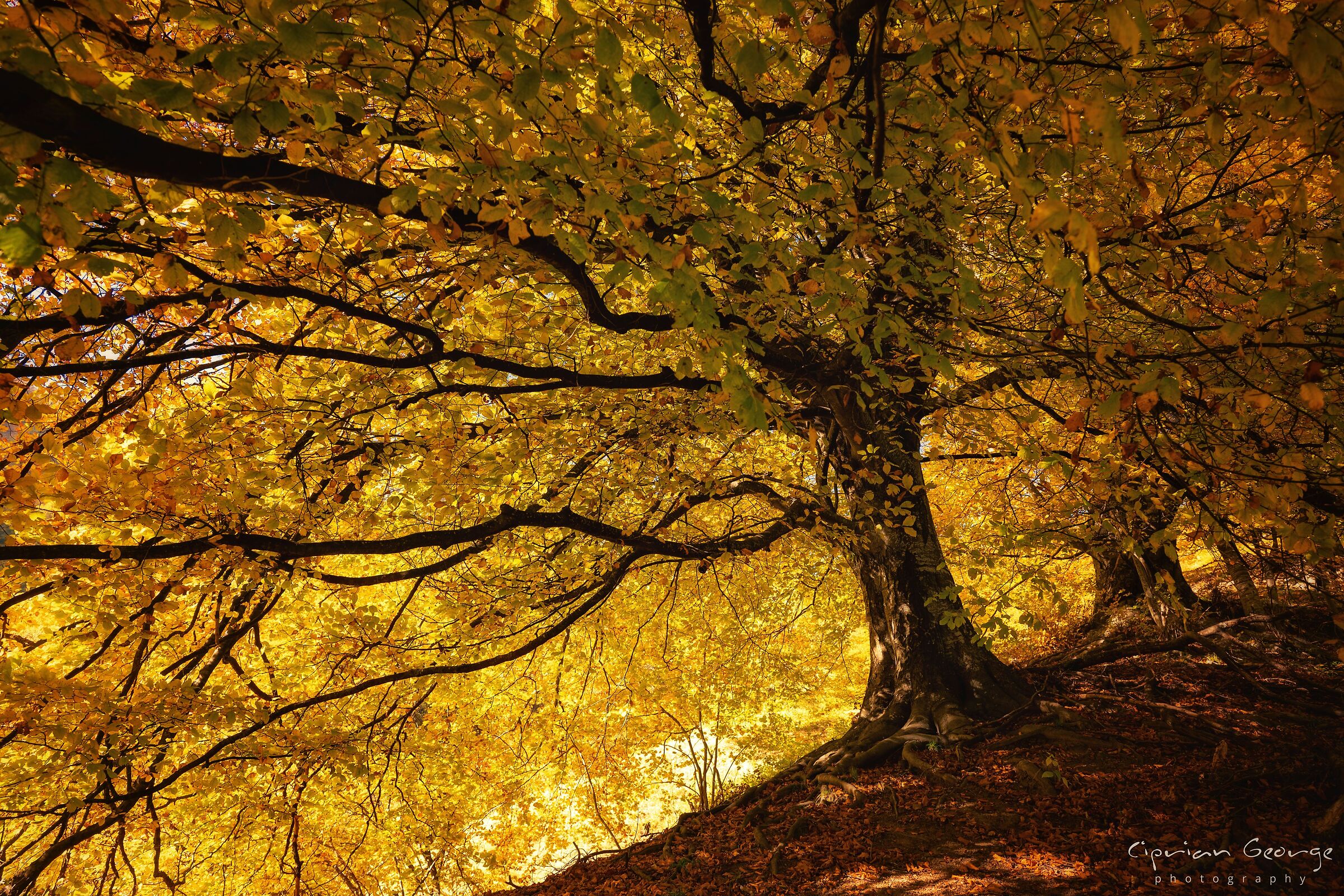 Il nascondiglio del nano