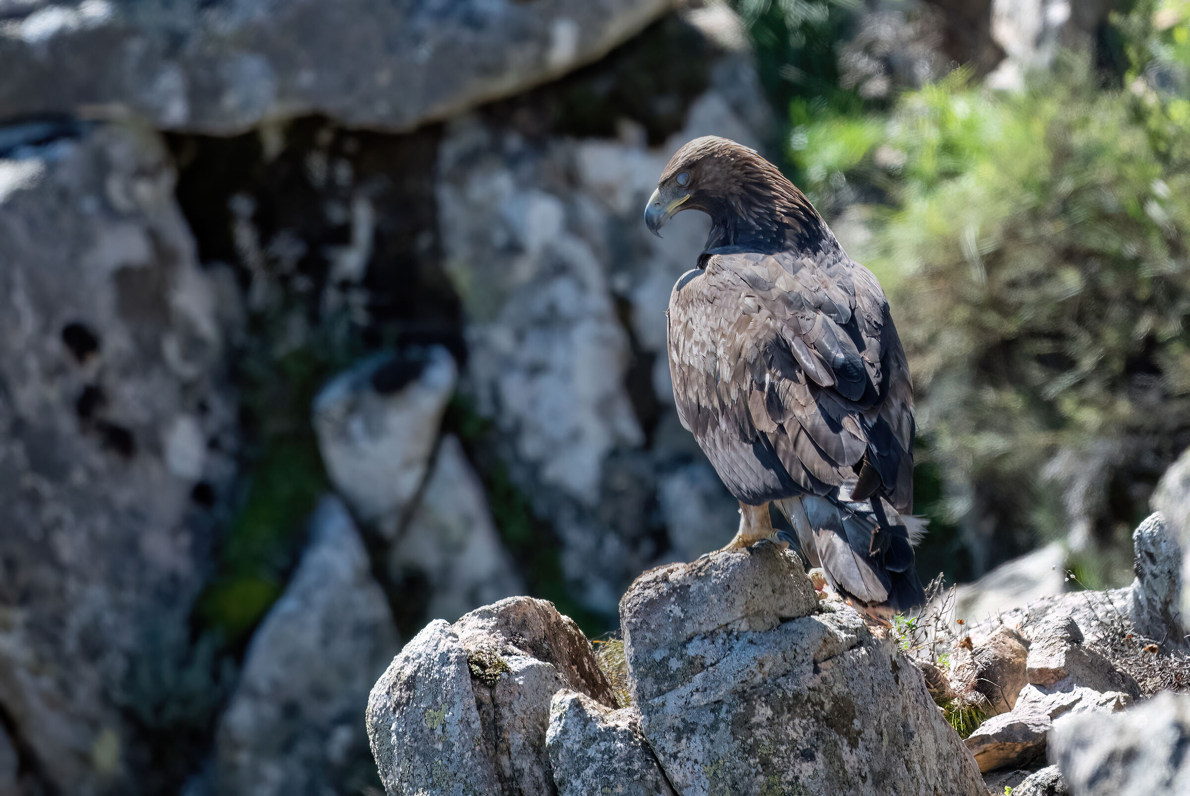 Giovane aquila reale sarda