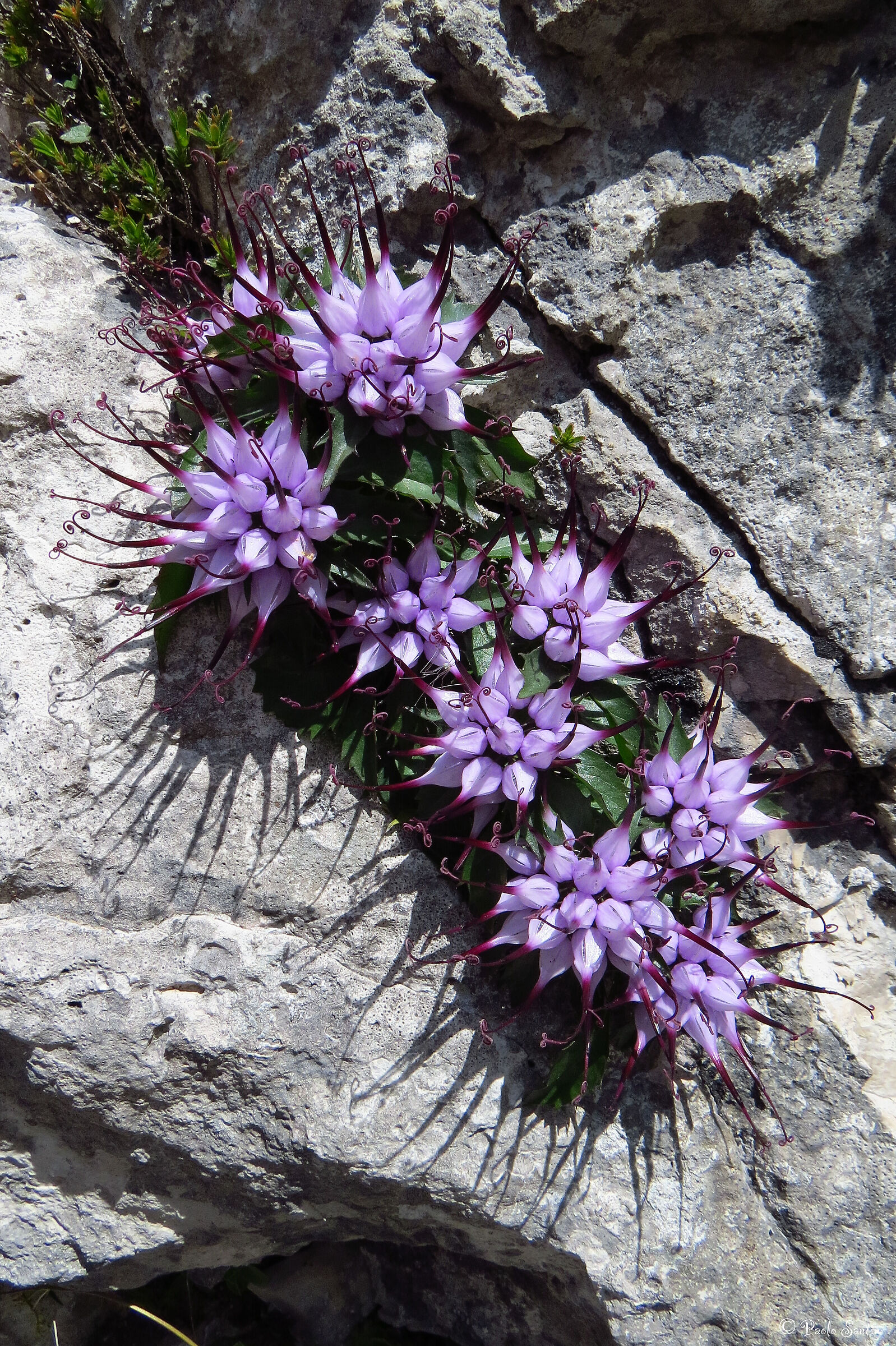 A nice group of rock Raponzole