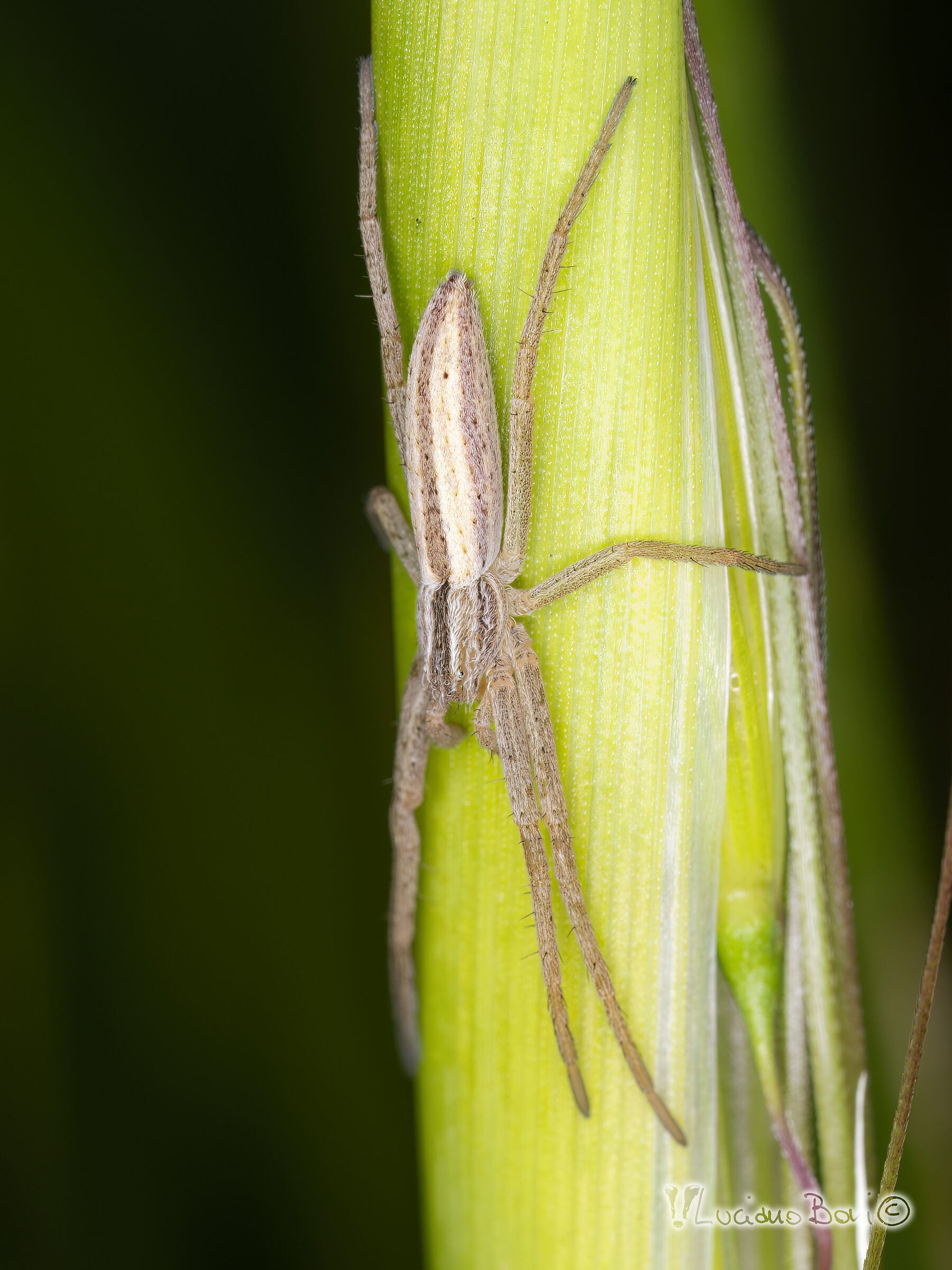 Pisaura mirabilis
