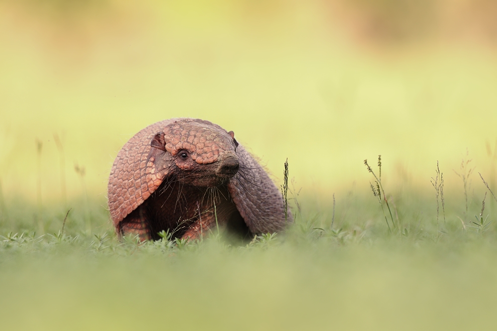 Armadilo