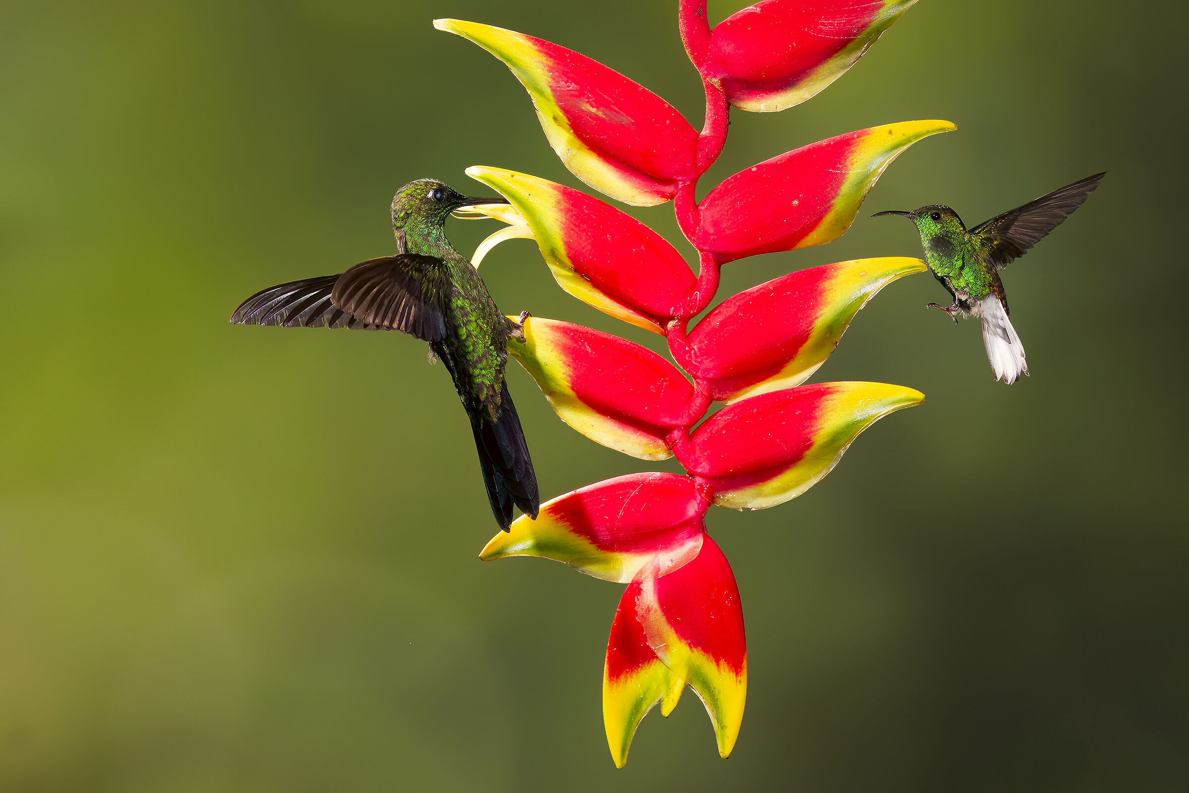 Colibri Diamante corona verde
