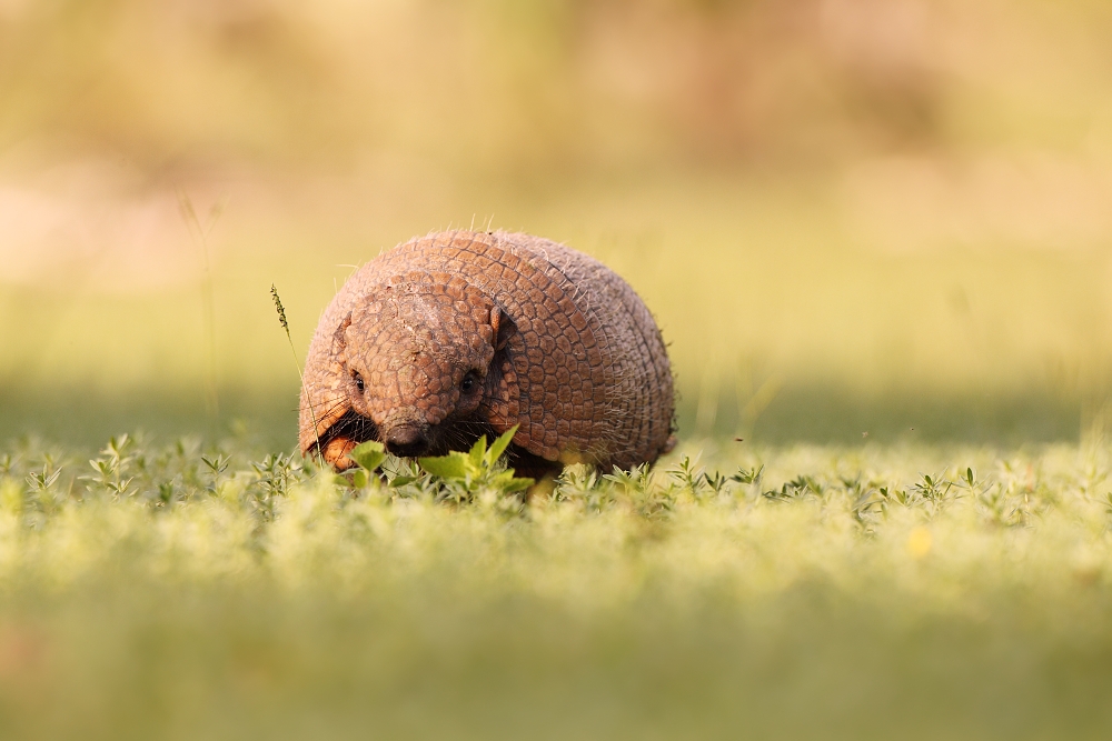 Armadilo