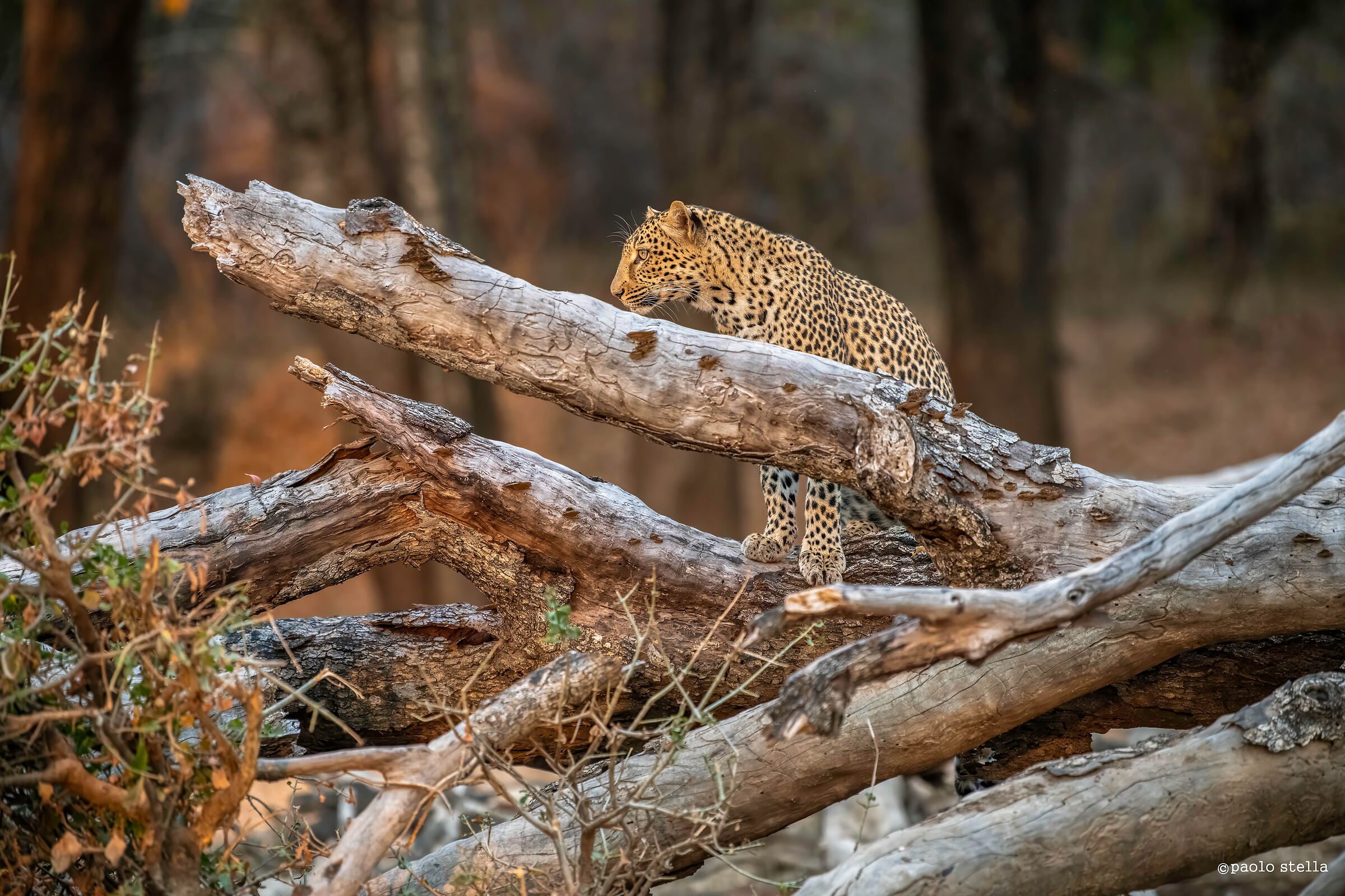 Hunting for sunset