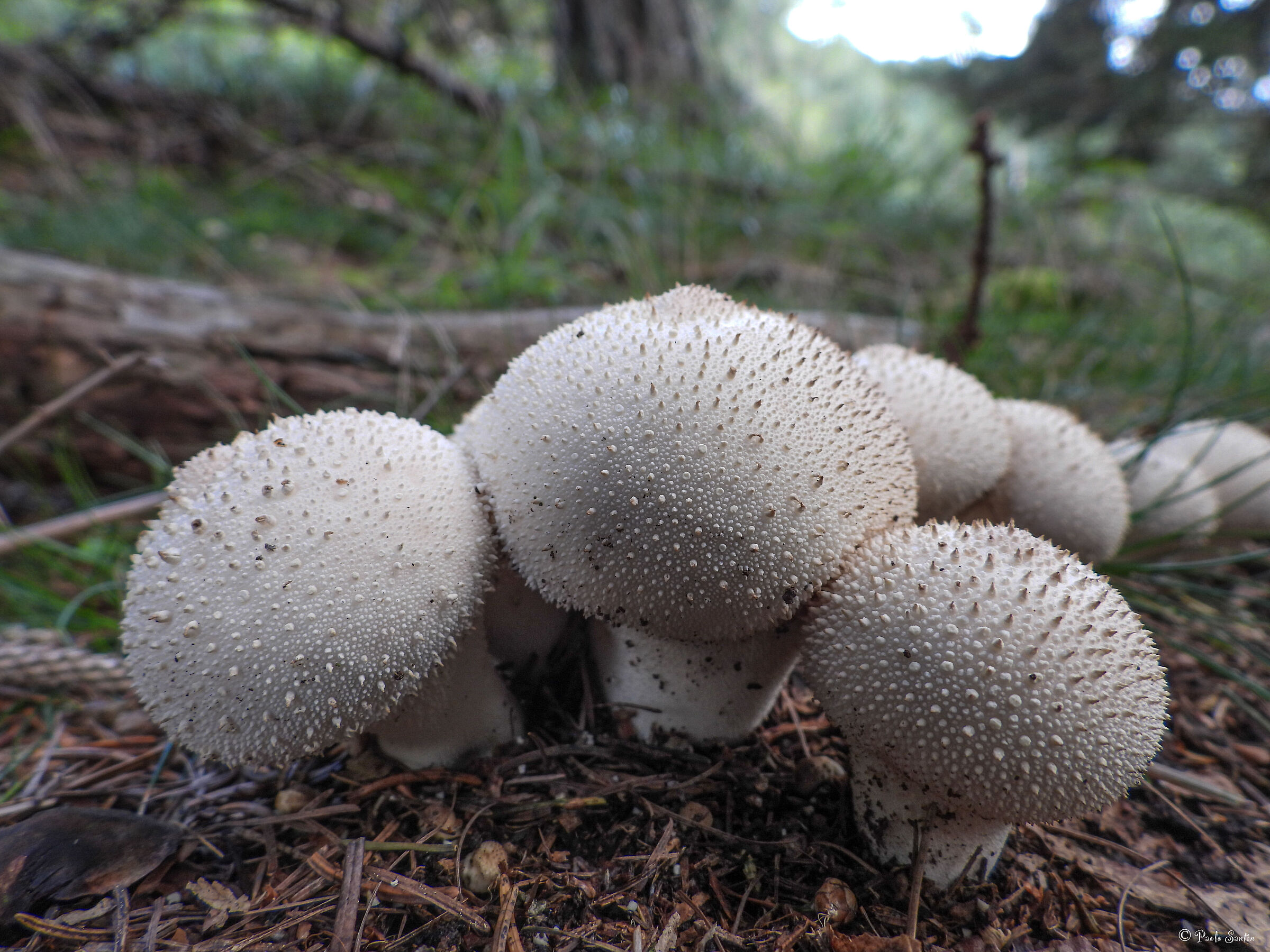 Lycoperdon perlatum. (Mediocre se immaturo)