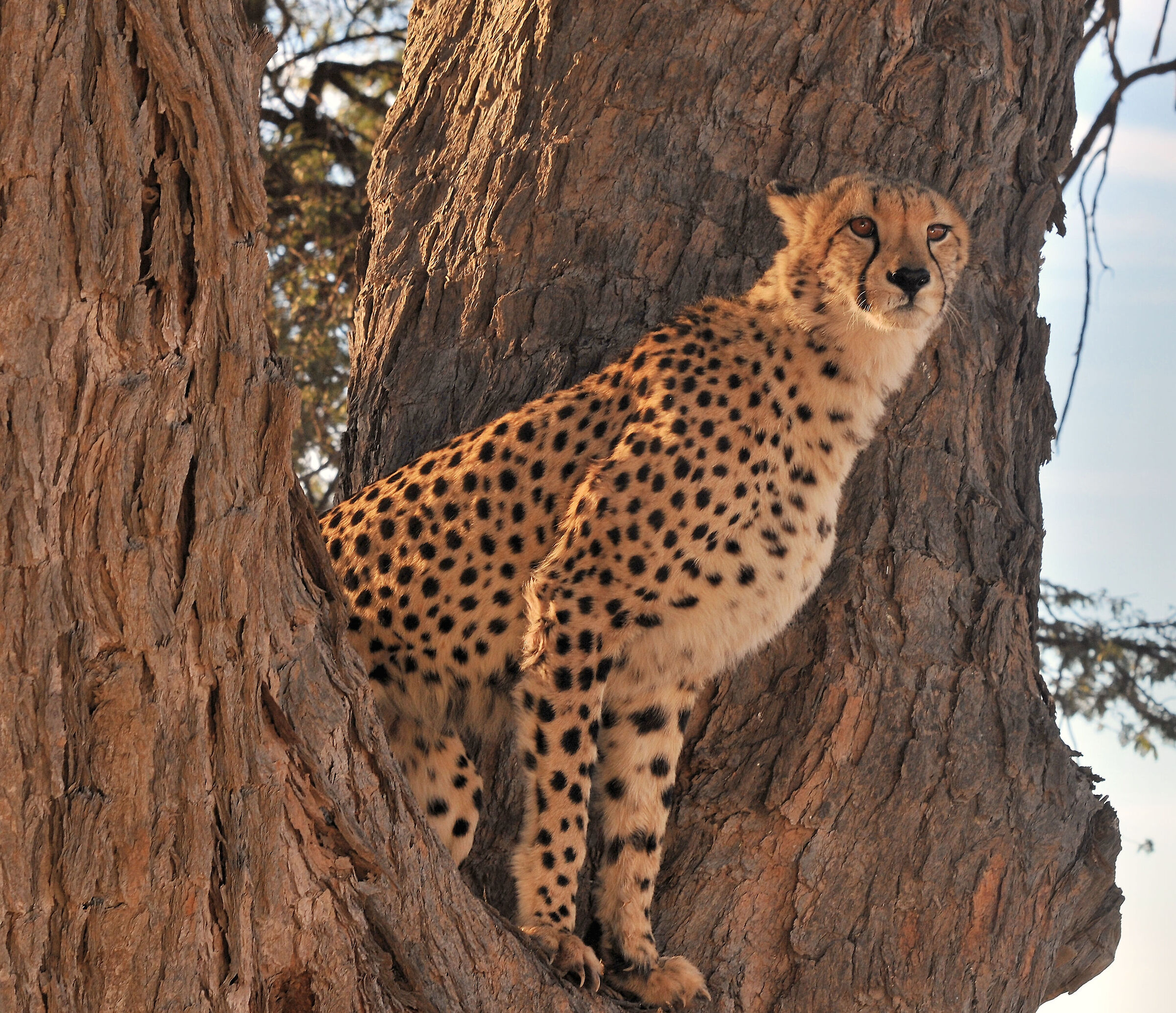 peering from the tree