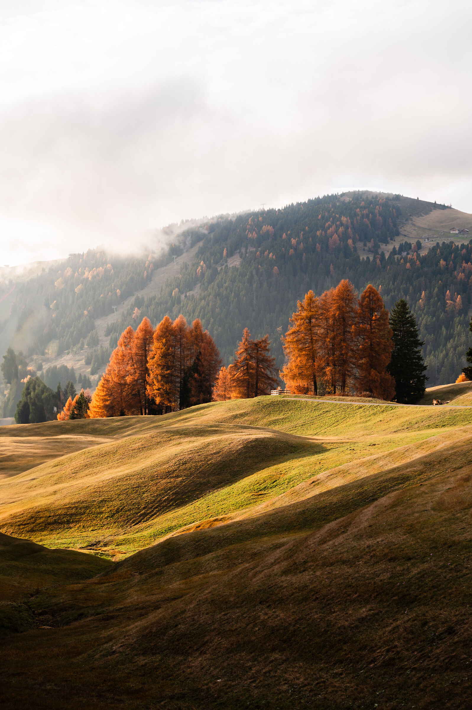 Dettagli autunnali in val di Siusi