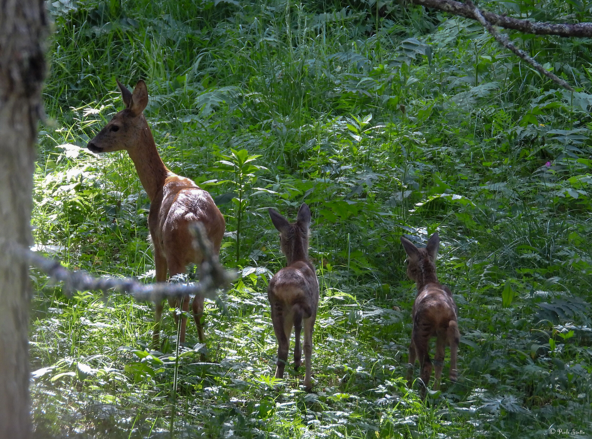 Little elves in the woods