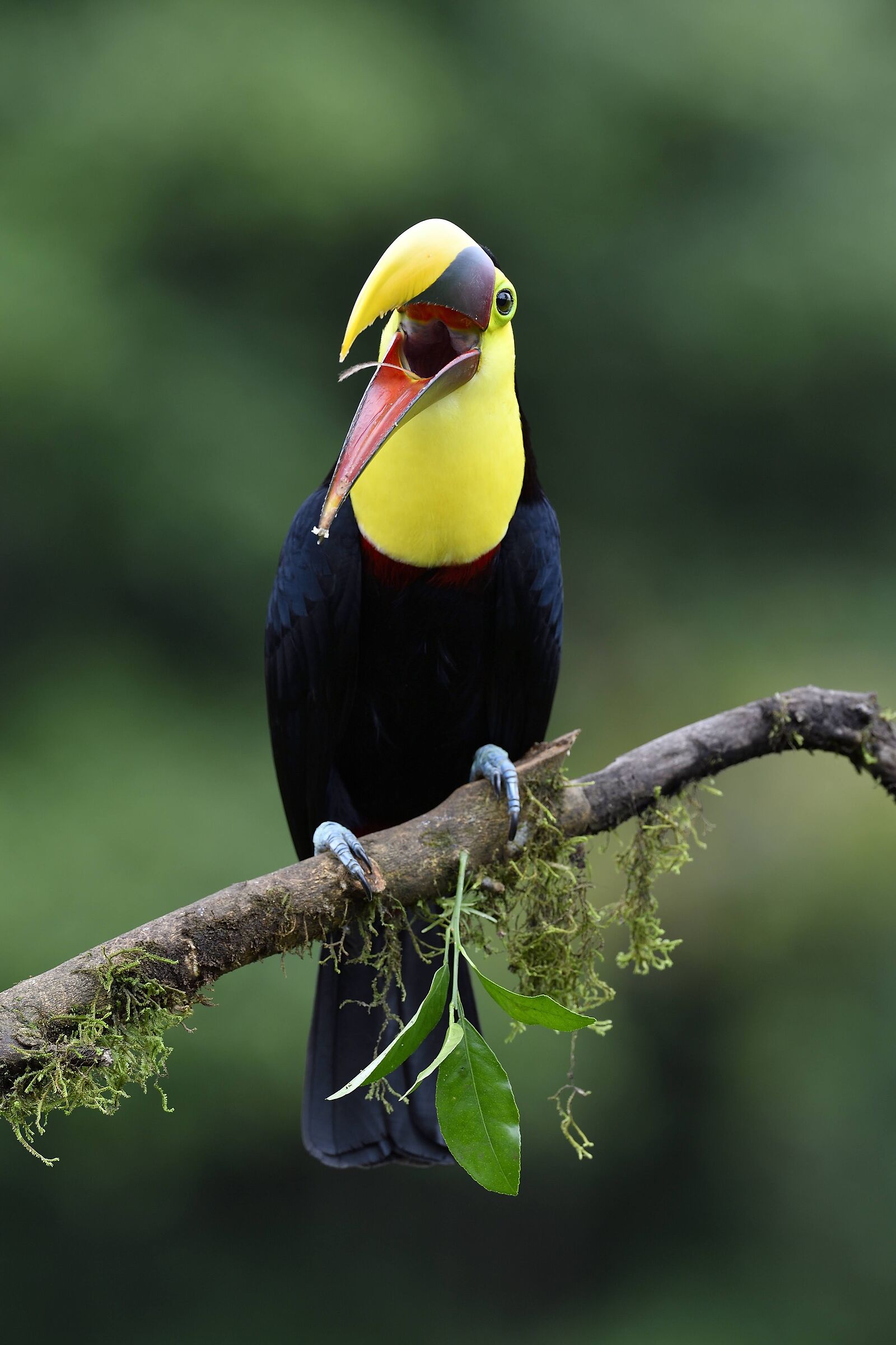 Toucan...