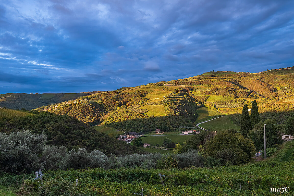 Lssinia vigne e ulivi