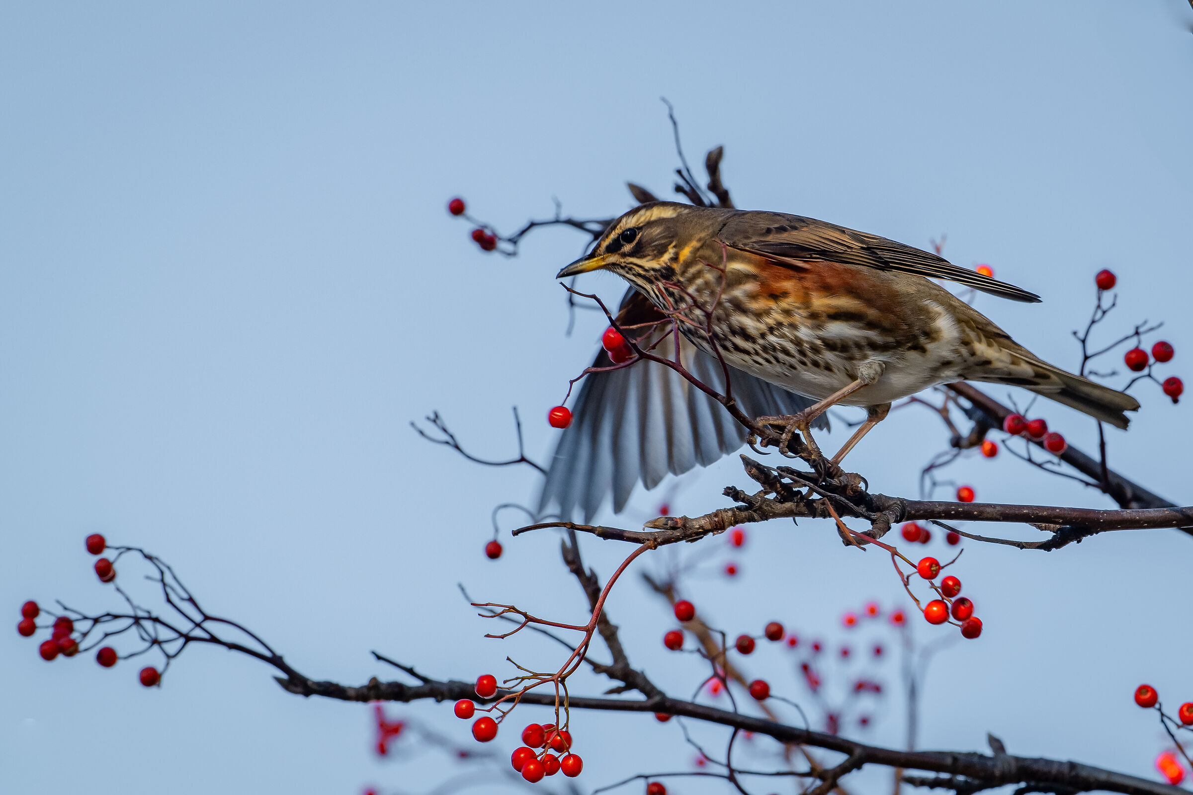 Redwing