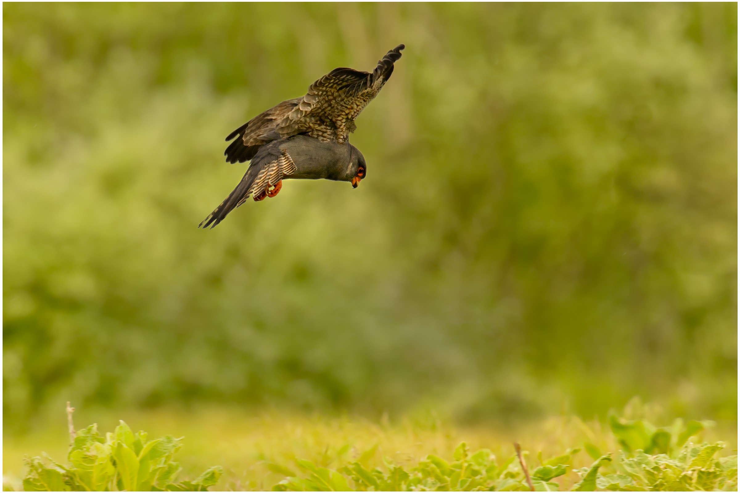 Male Red-footed Falcon