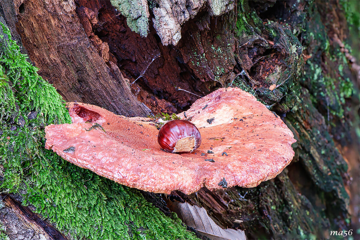 fistulina hepatica (lingua di bue) sul castagno
