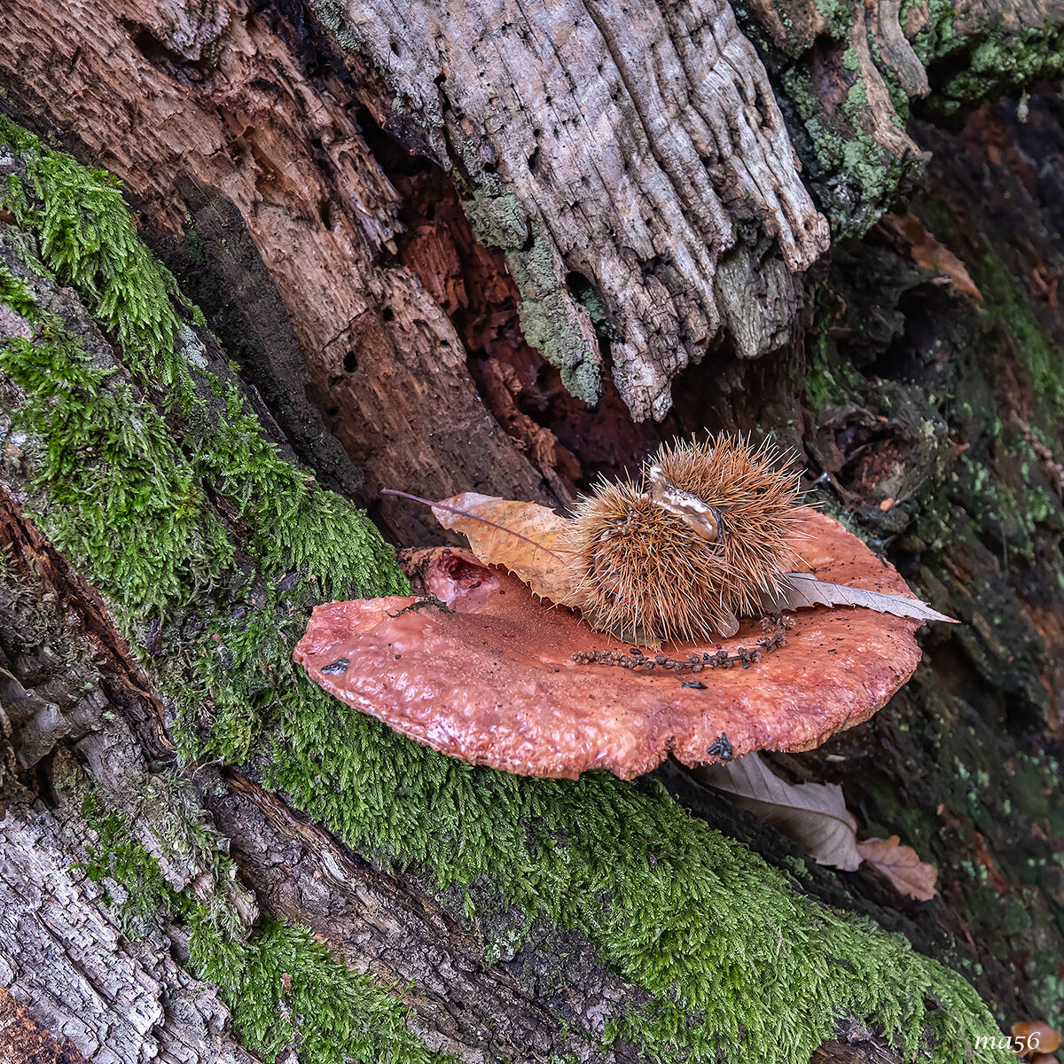 fistulina hepatica (ox tongue) on chestnut tree