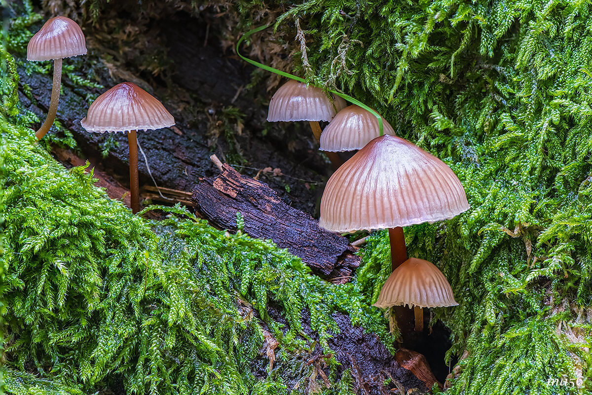 Mushrooms and chestnut trees