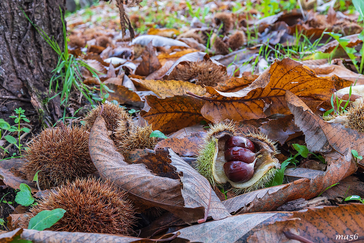 undergrowth