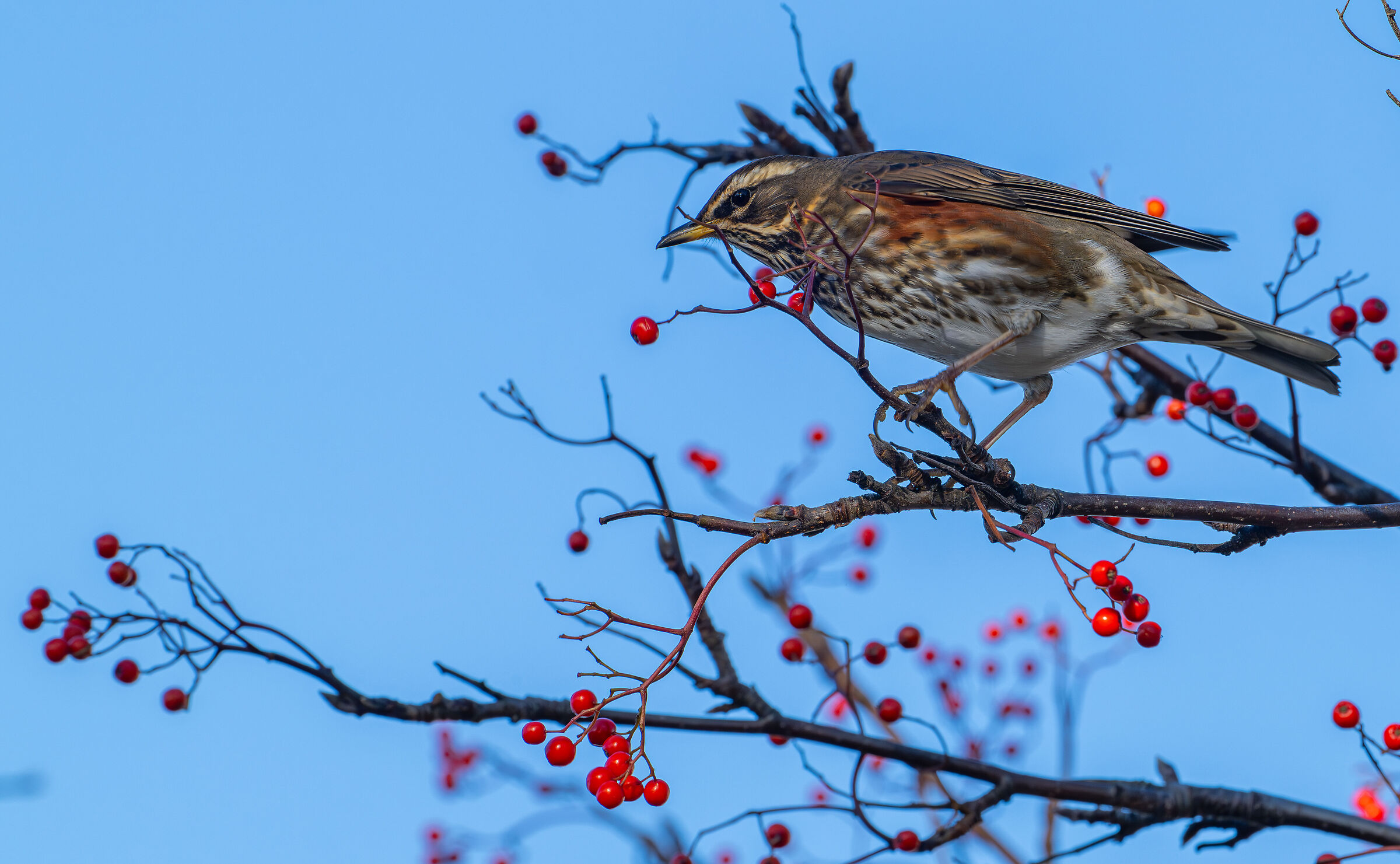 Redwing