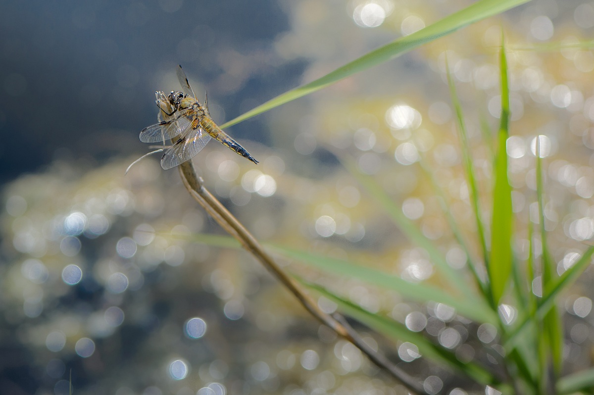 libellula