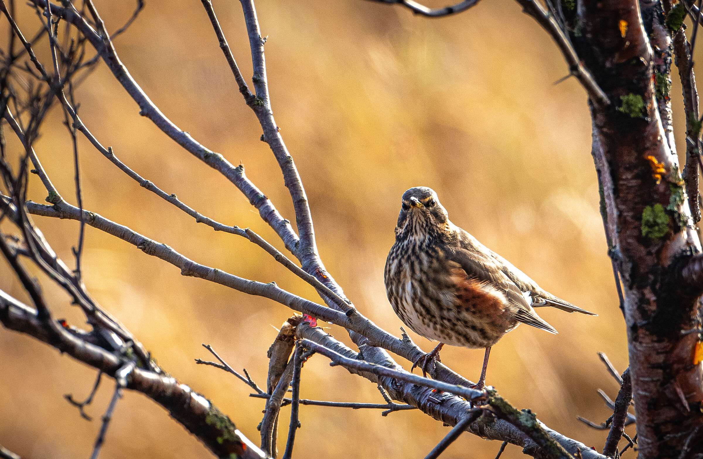 Redwing