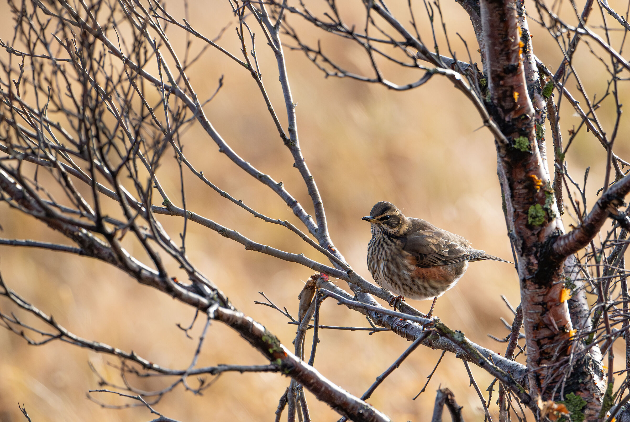 Sassello thrushes