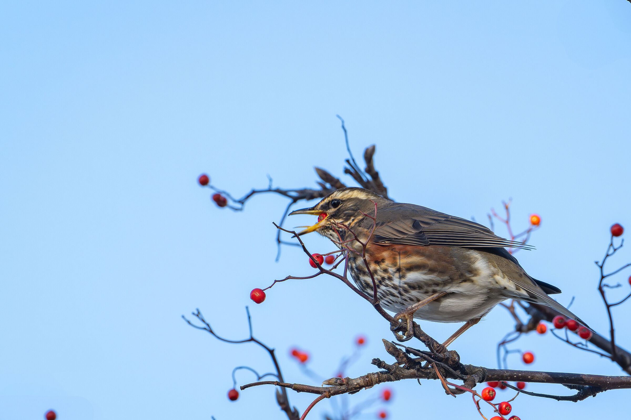 Redwing