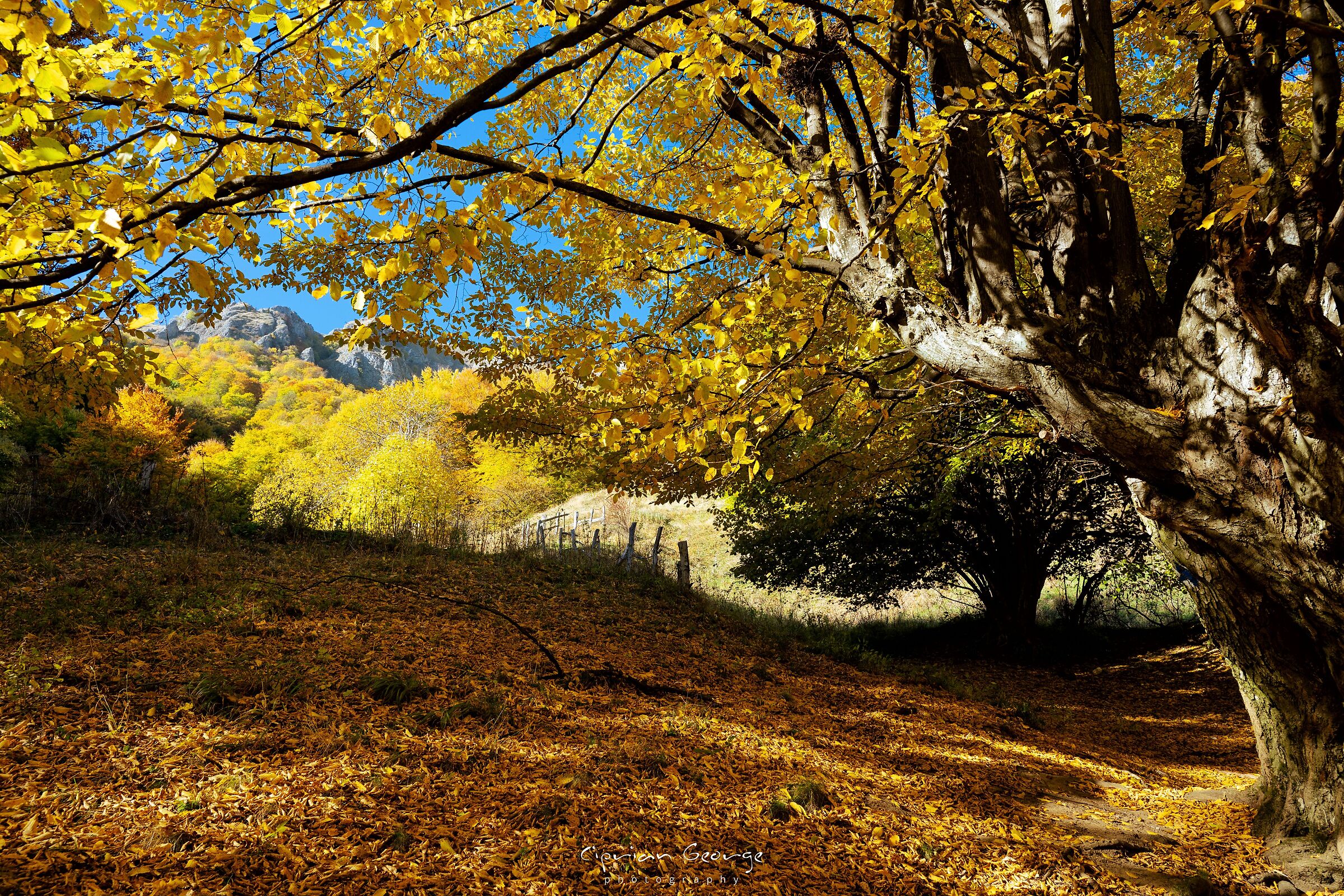 L'essenza dell'autunno