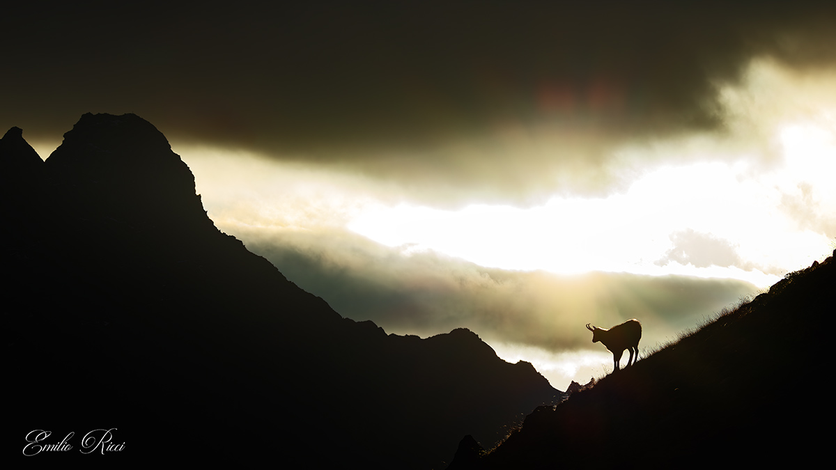 Chamois