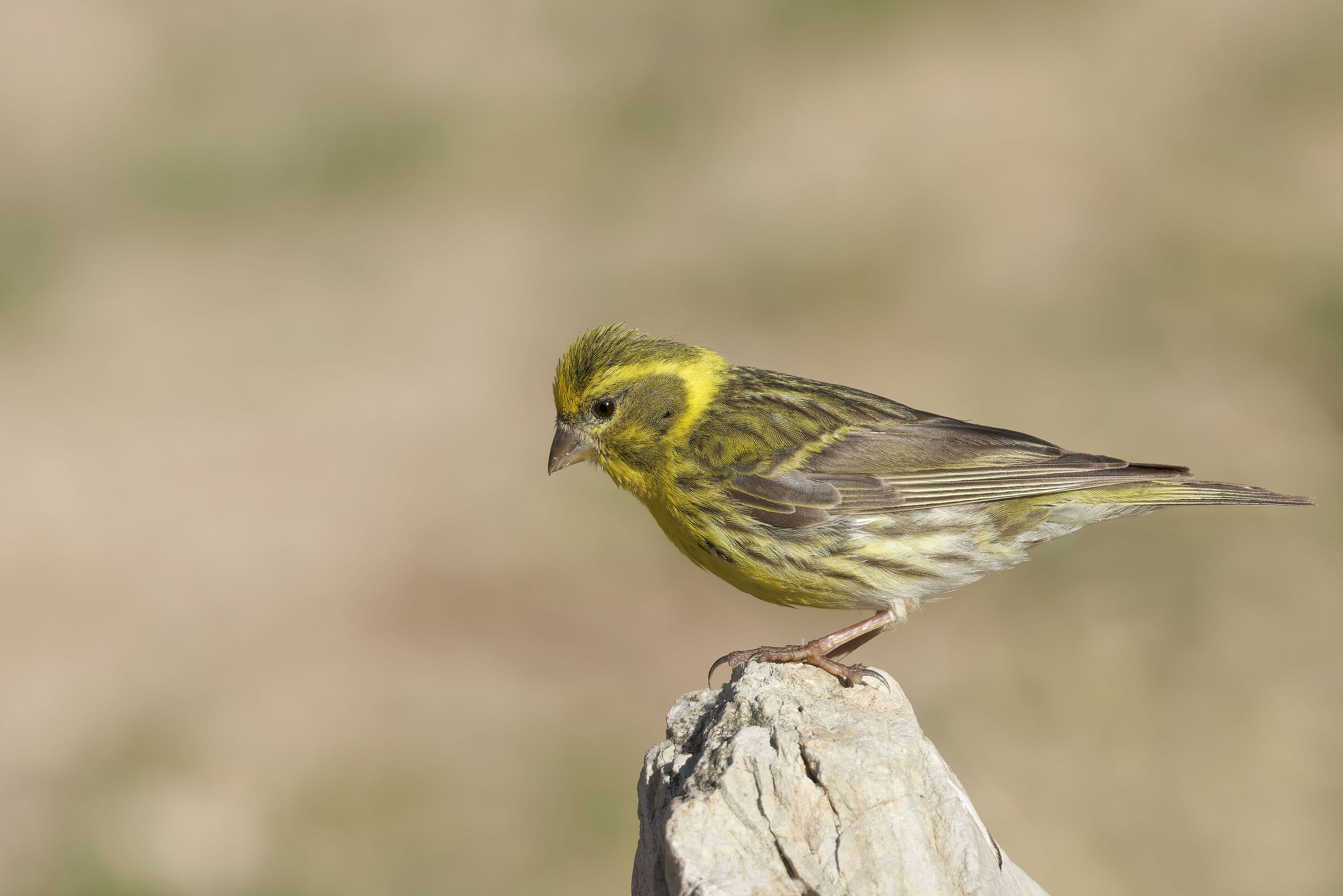 Verzellino (Serinus  serinus)