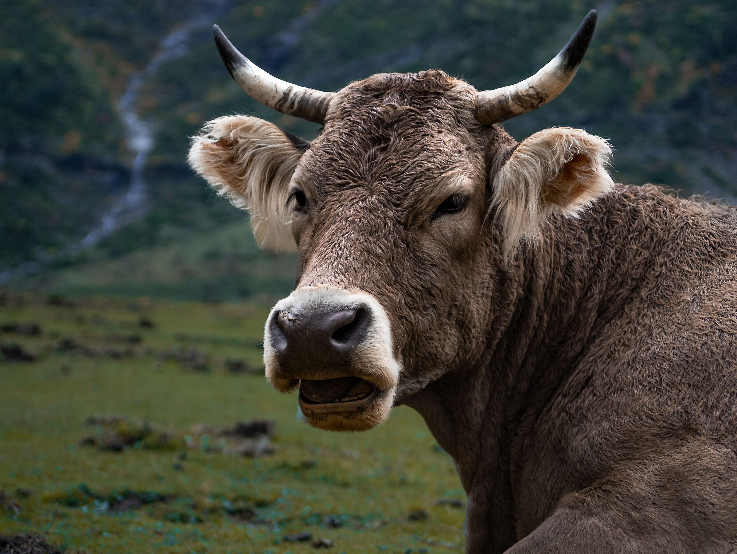 Pyrenean Cow